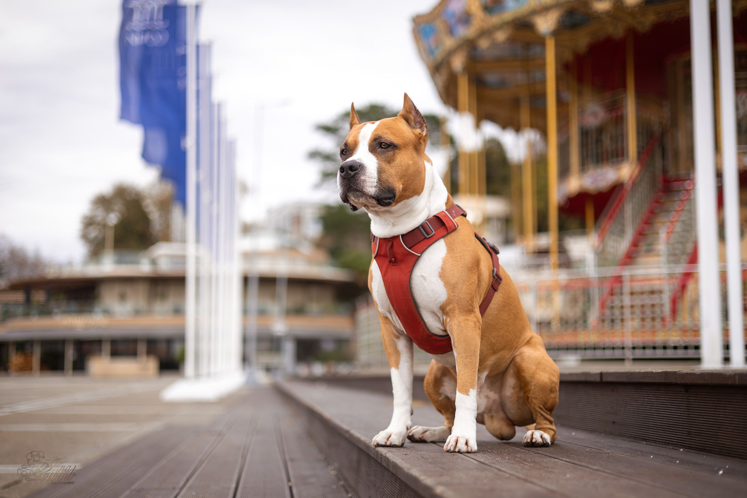 Джастин, Стаффорд. Ирина Голомб|Фотограф-анималист в  Сочи и Калининграде