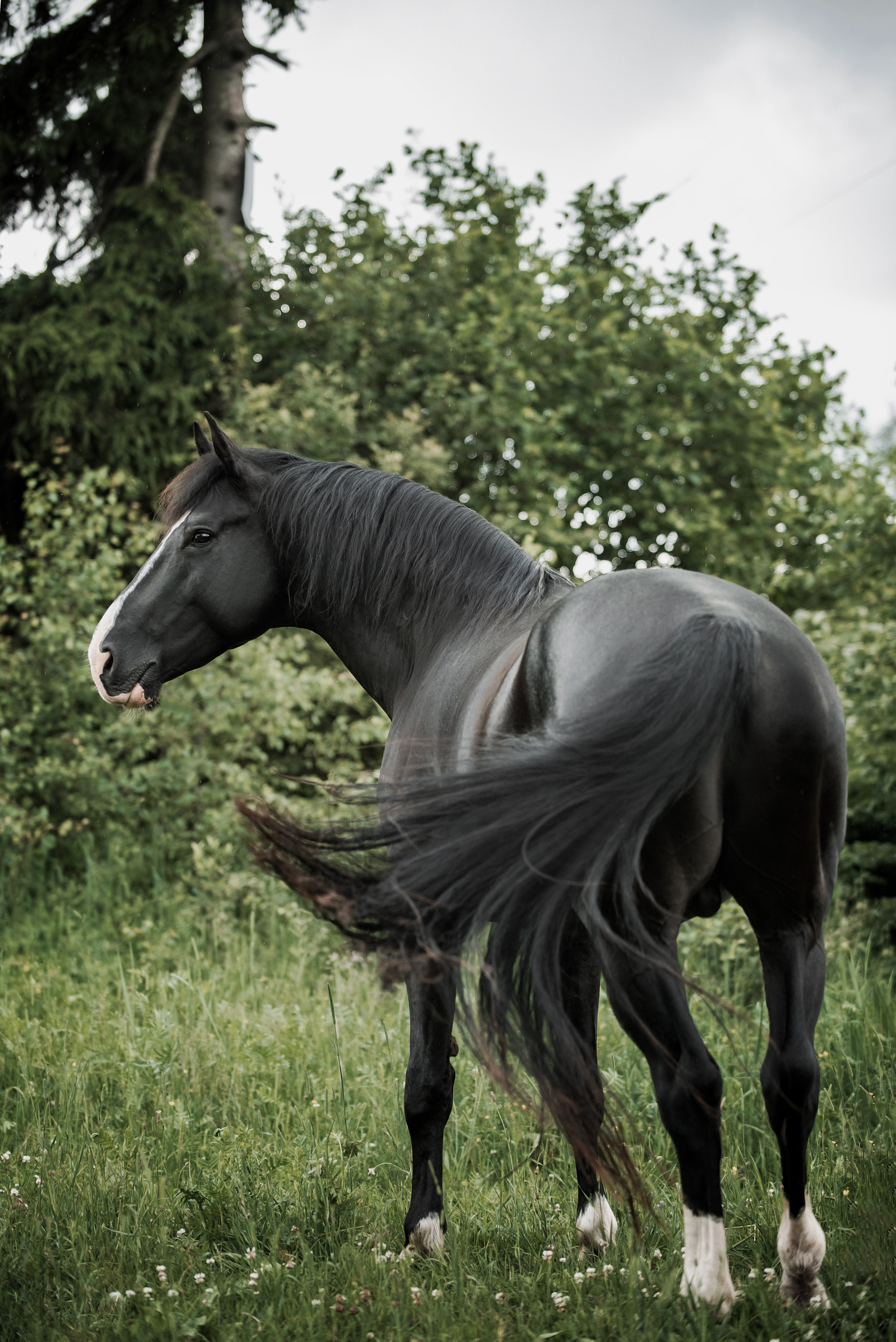 KOMARDINS. Конный фотограф Куракина Дарья • Фотосессии с лошадьми