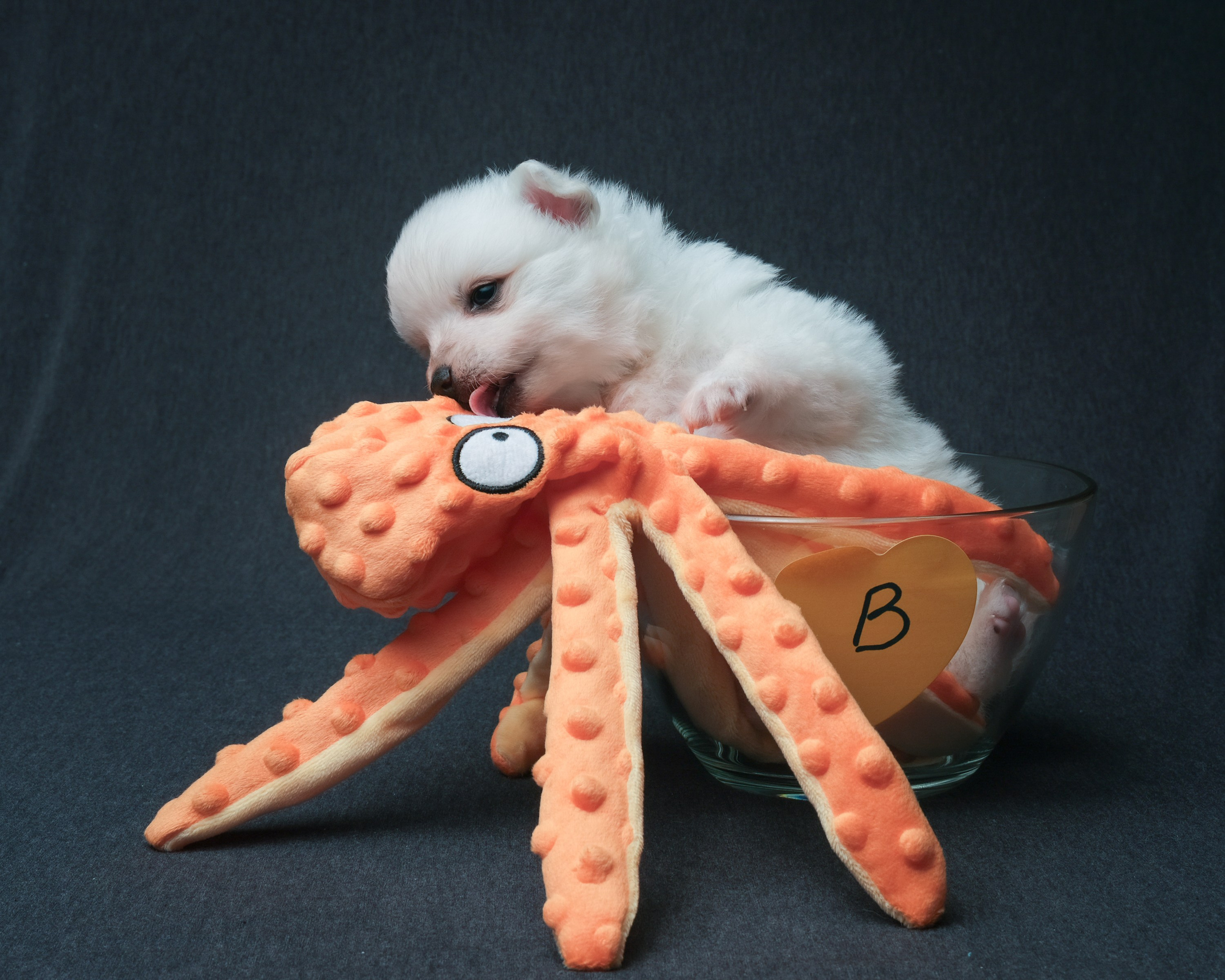 Съемка животных, собак, щенков, фото помета, портрет питомцев. Портретный и семейный фотограф в Перми Лена Лоза. Портрет для бизнеса