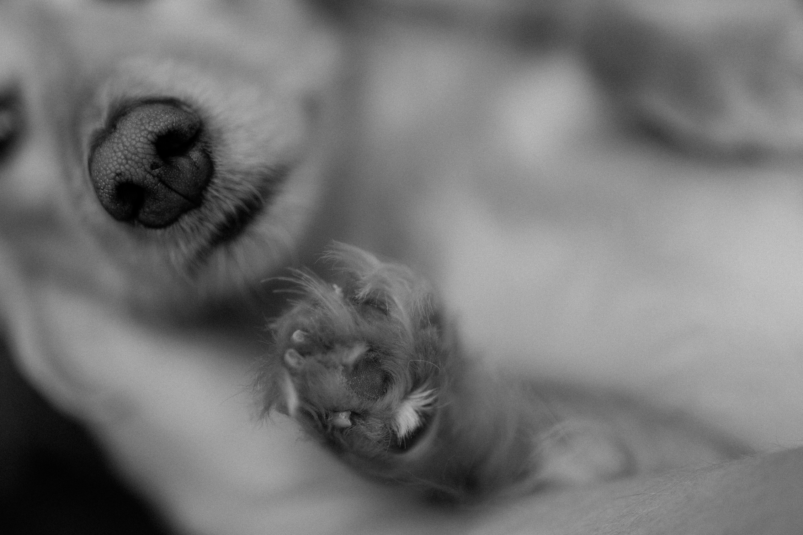 Даня, Алёна, Лёва и таксы. Настя Оленченко, портретный/семейный фотограф на цифру и плёнку Москва