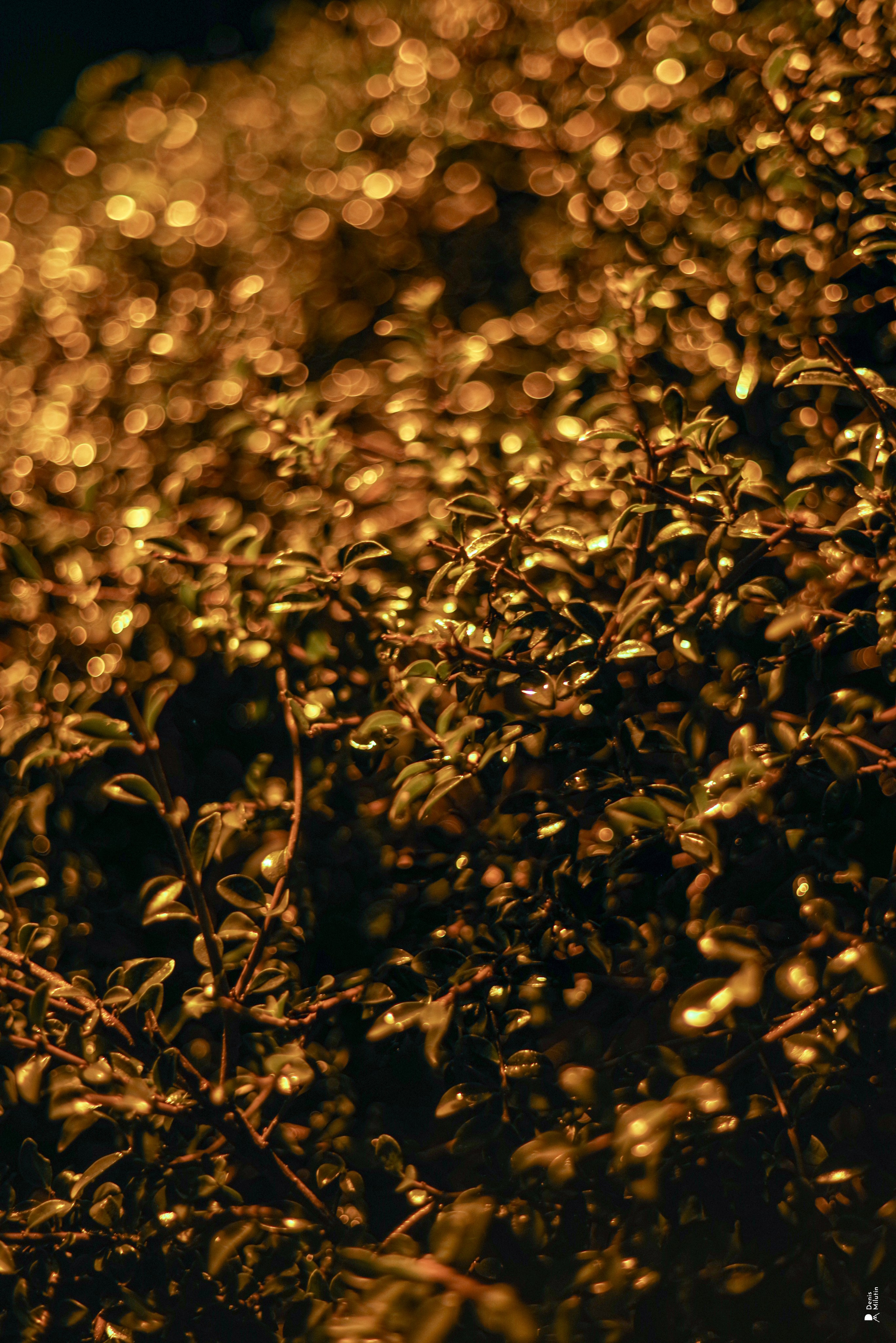 Зугдиди. Портретный фотограф Денис Милютин