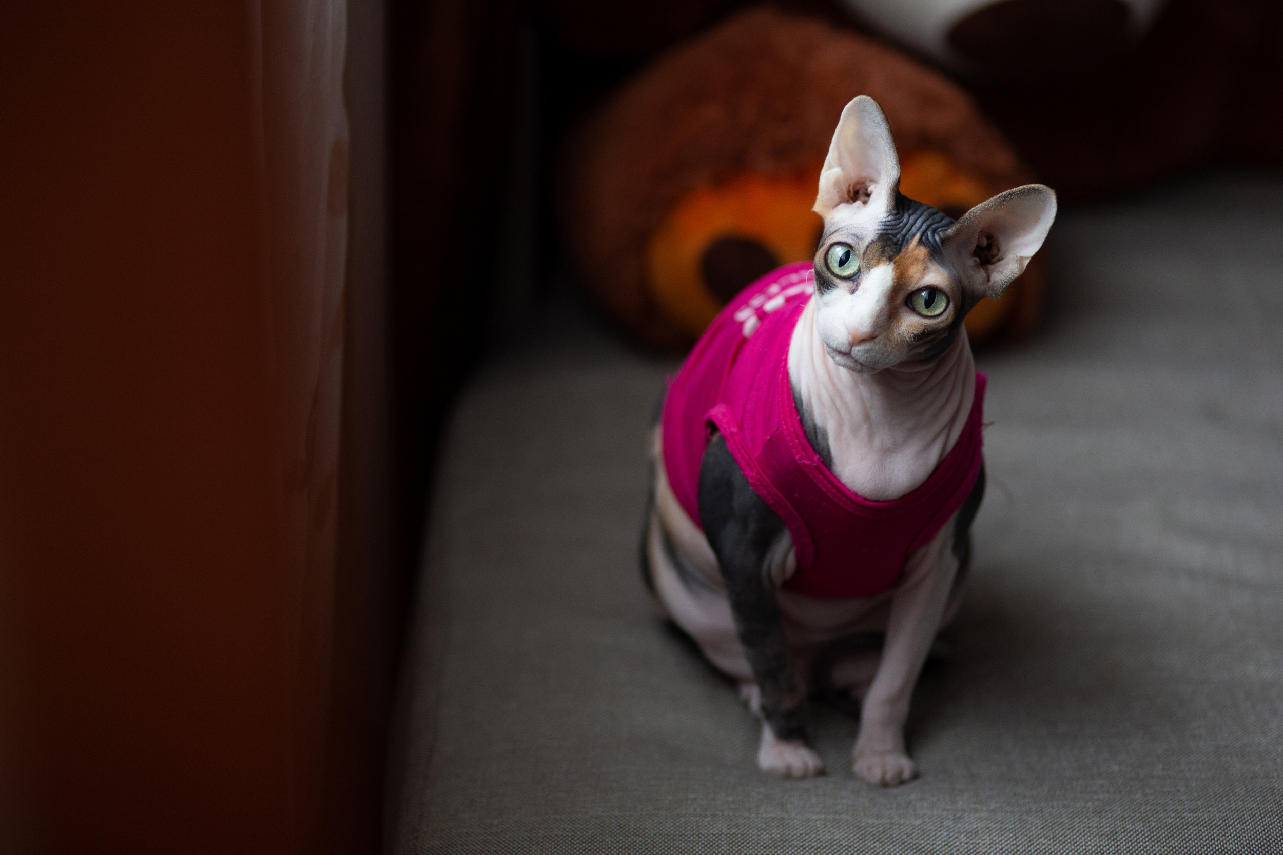 Саша Настя Добби. Свадебный и семейный фотограф в Твери, Москве, Санкт-Петербурге