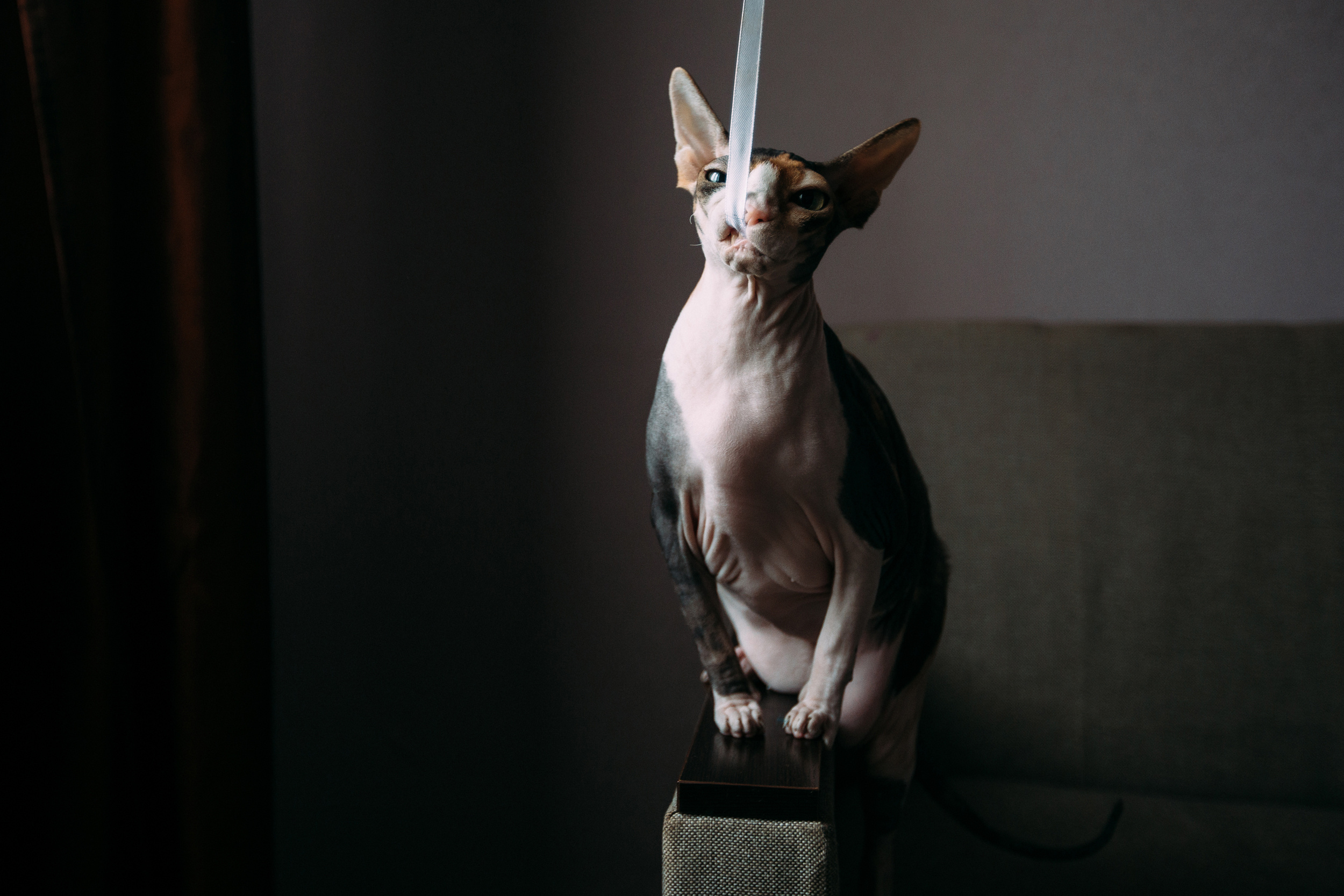 Саша Настя Добби. Свадебный и семейный фотограф в Твери, Москве, Санкт-Петербурге