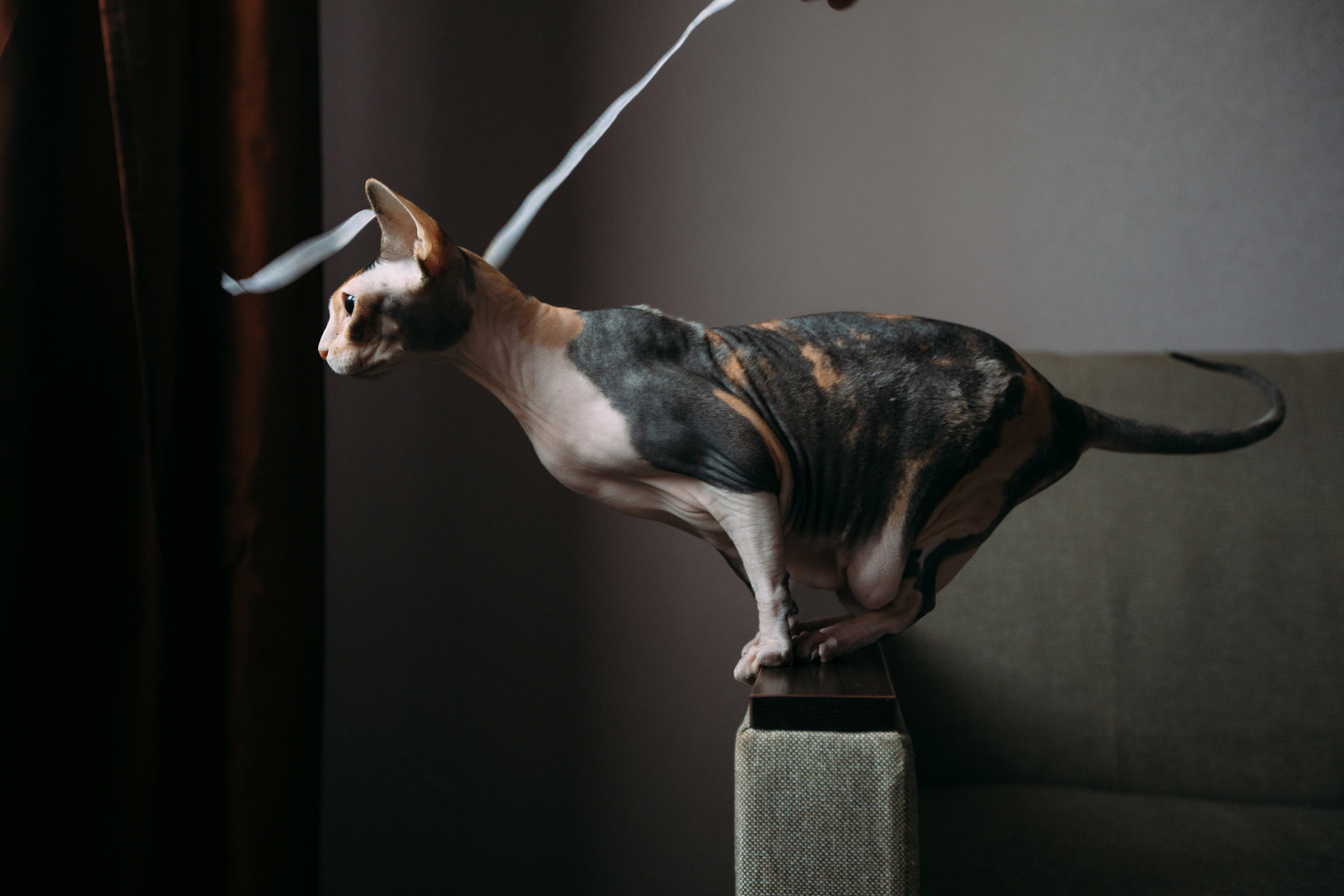 Саша Настя Добби. Свадебный и семейный фотограф в Твери, Москве, Санкт-Петербурге