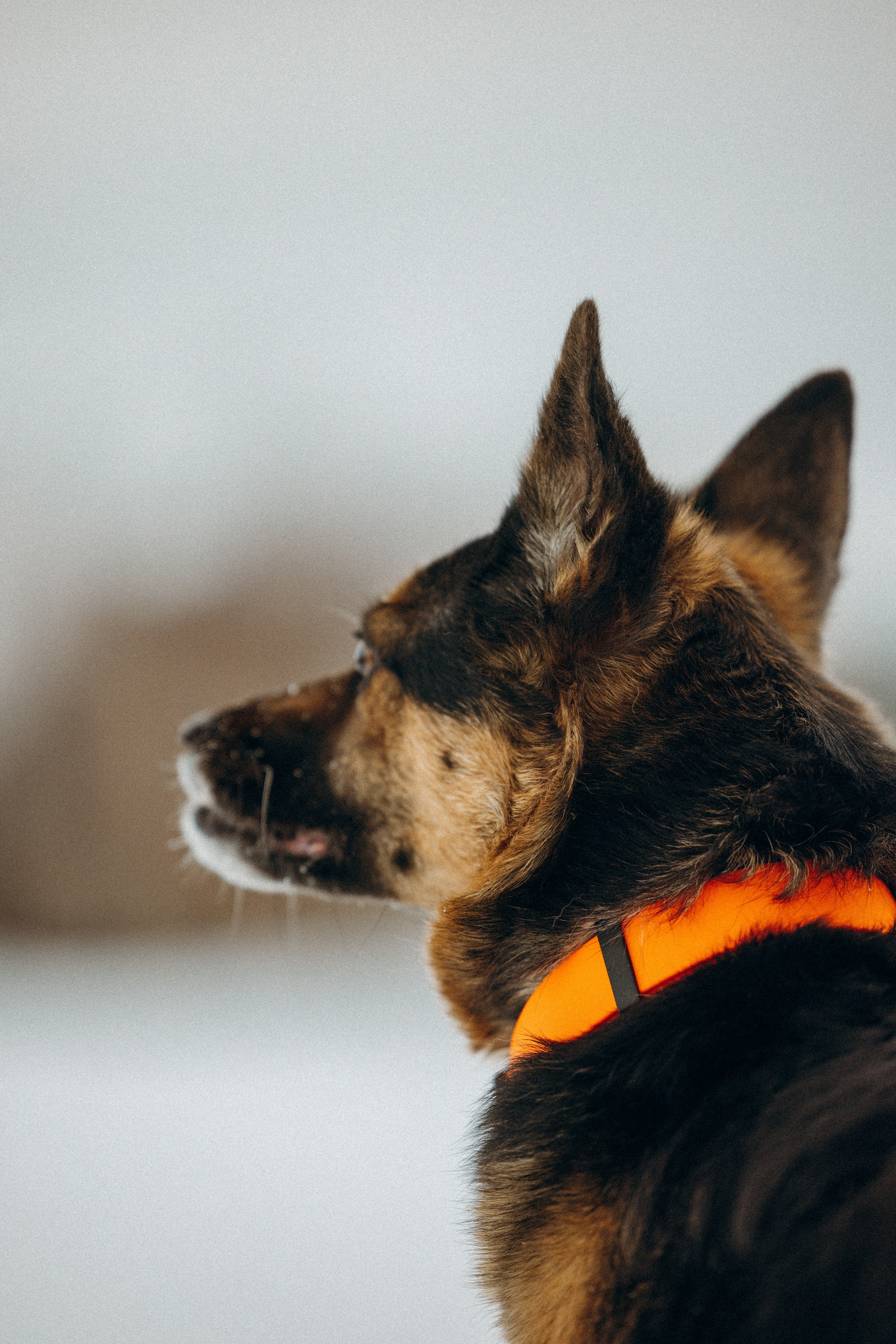 Ника, Матиша и Герда. Фотограф-анималист в Москве Лера Черноног