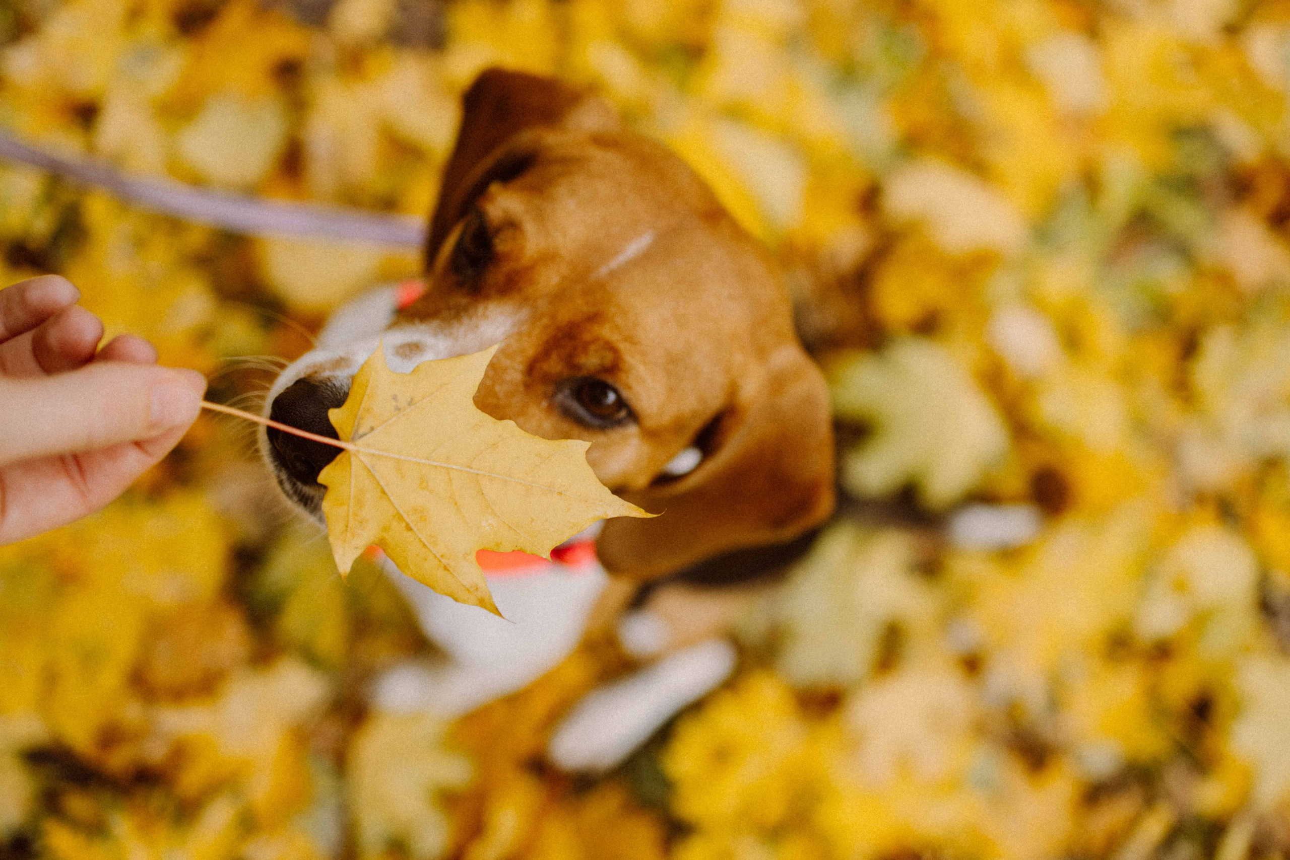 Света и Ива. Фотограф-анималист в Москве Лера Черноног