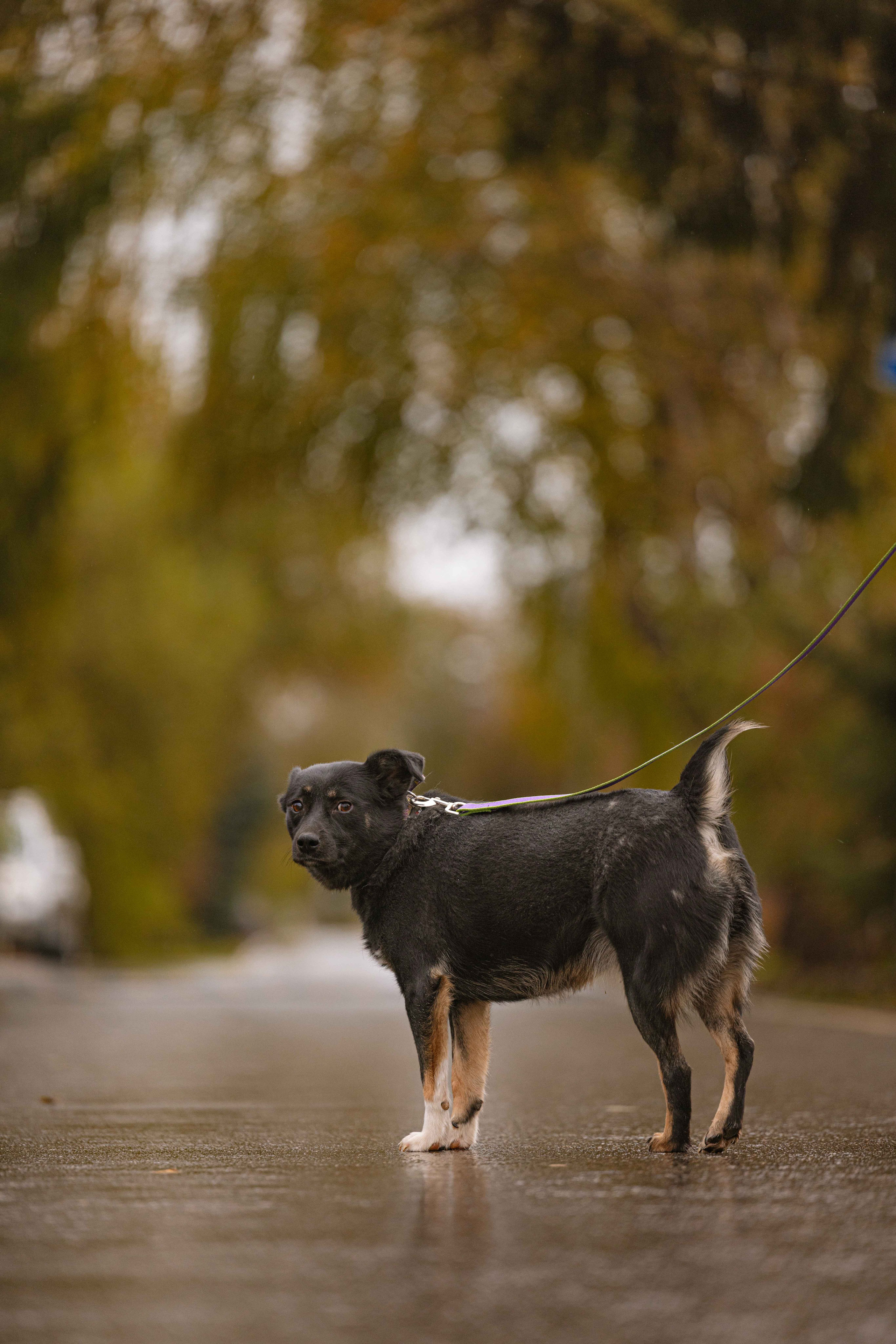 Передержка. Фотограф-анималист в Москве Лера Черноног