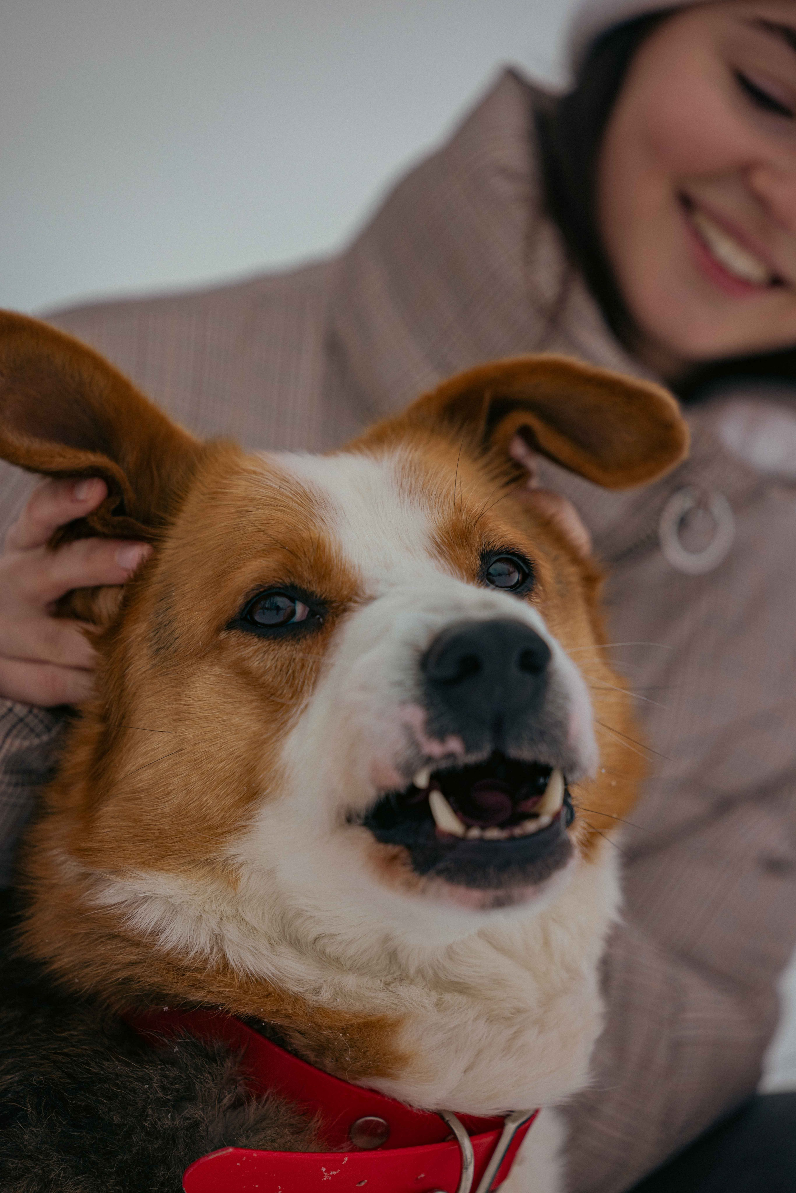 Петя. Фотограф-анималист в Москве Лера Черноног