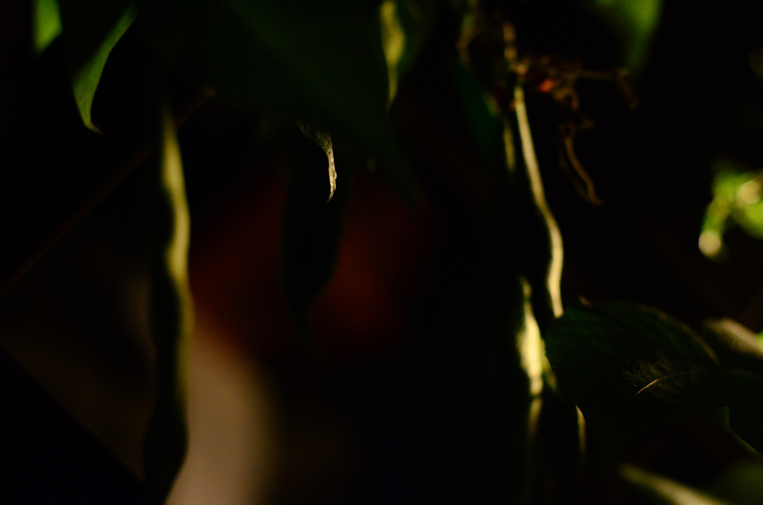 Системы хранения с фасадами из дикого дерева. Авторская фотография. Близнецовые пламёна