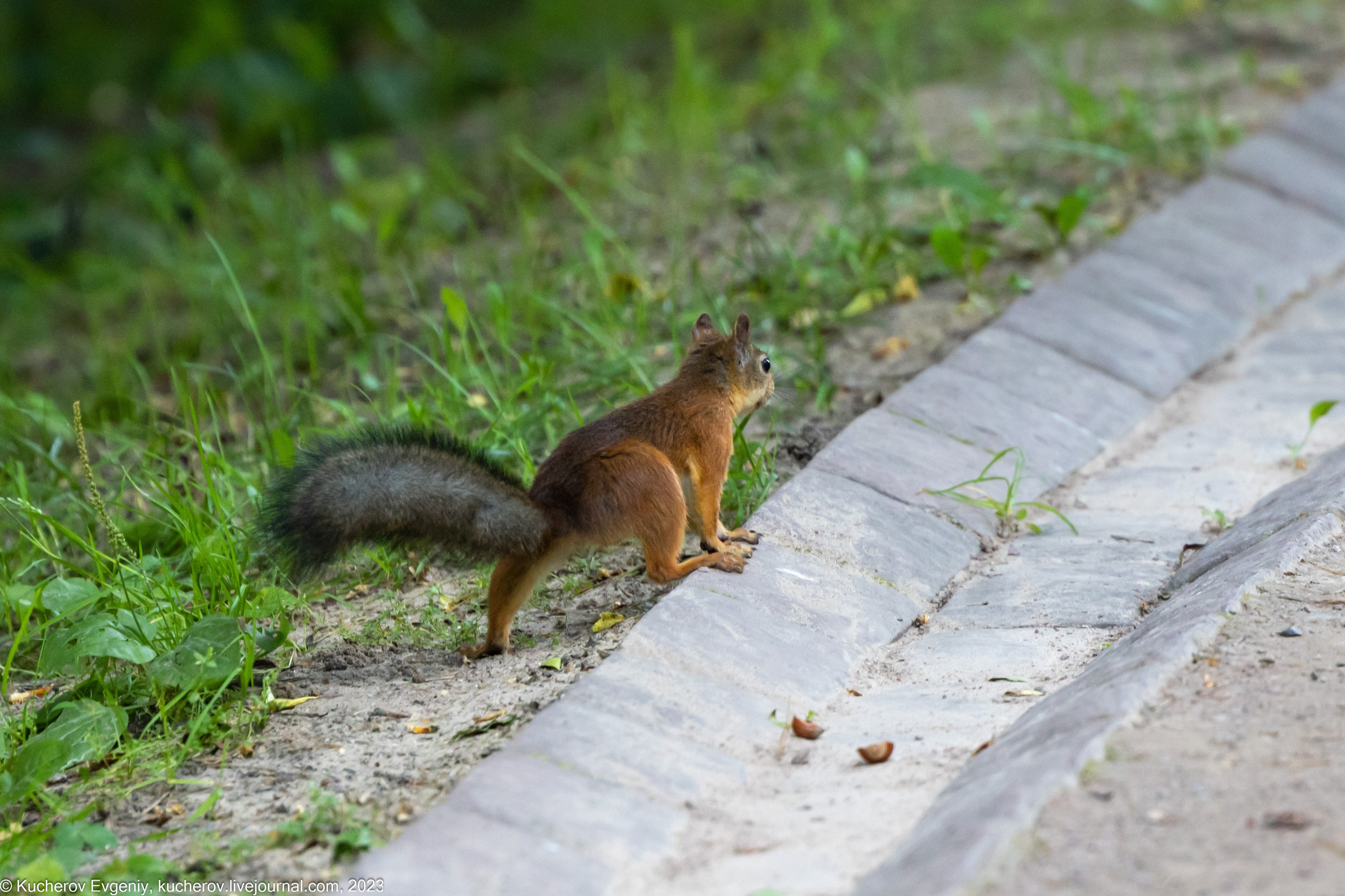 Животные. Кучеров Евгений. Фотограф