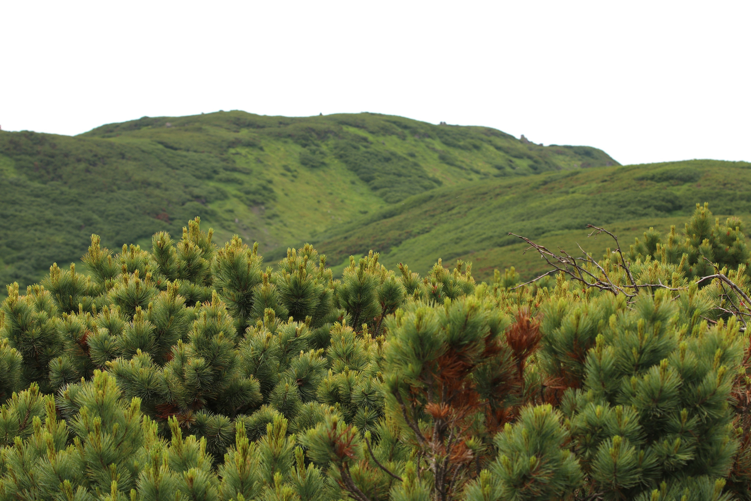 Камчатка и о. Парамушир. Июль 2024. Путешественник-фотограф из Санкт-Петербурга Татьяна Свистулина