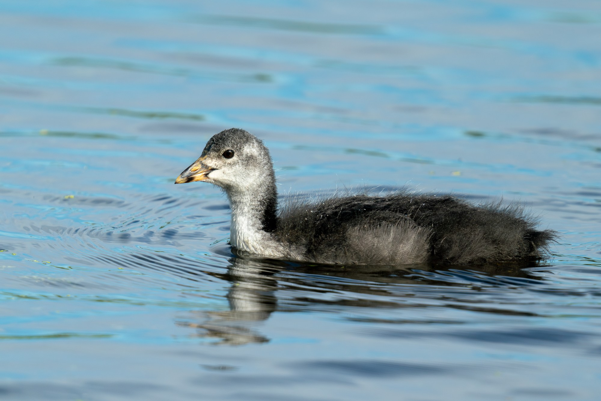 Удивительные мир птиц. Вокруг нас столько прекрасного — присмотритесь!. Ваш личный фотограф Марина Волкова
