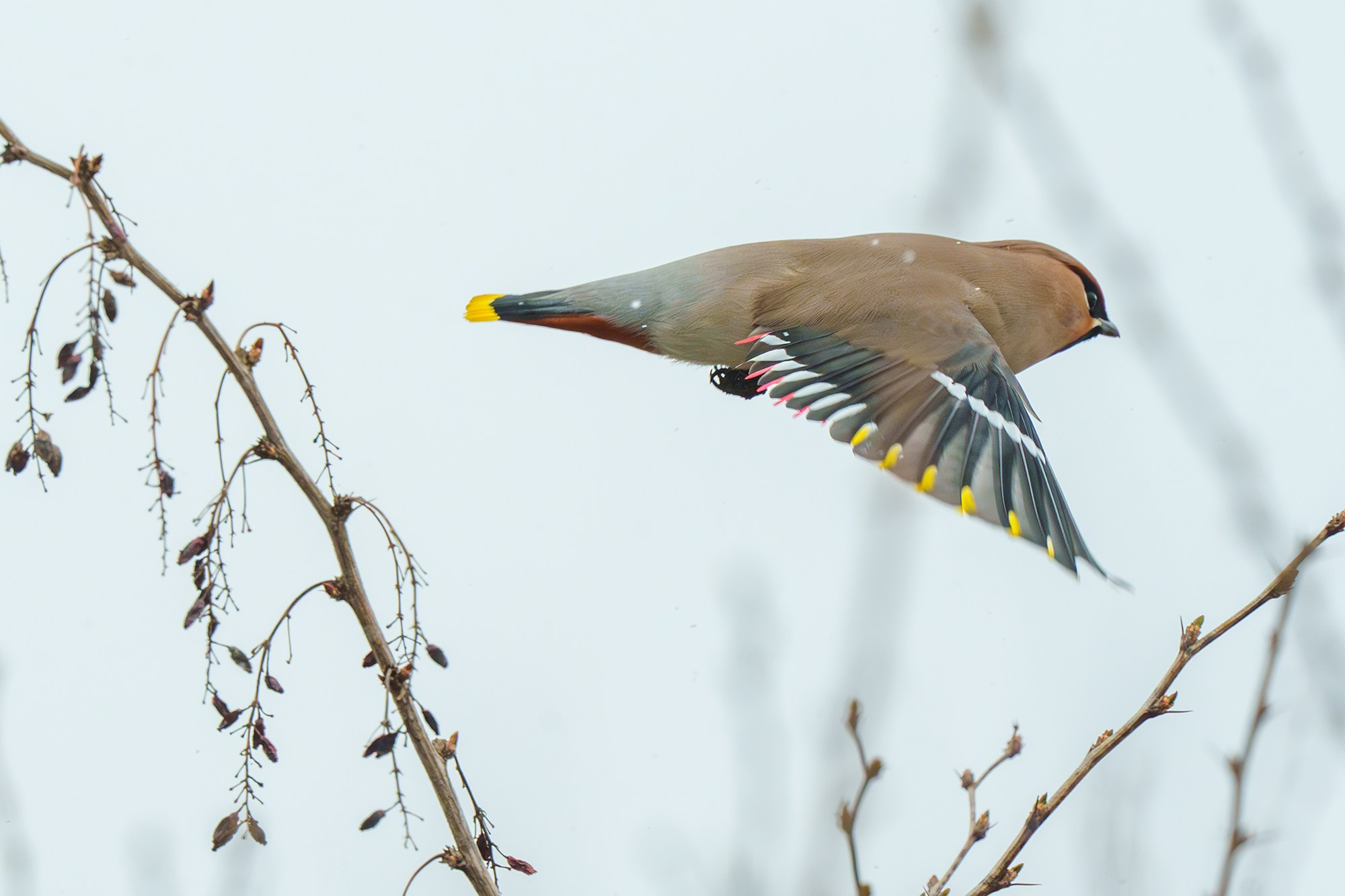 Удивительные мир птиц. Вокруг нас столько прекрасного — присмотритесь!. Ваш личный фотограф Марина Волкова