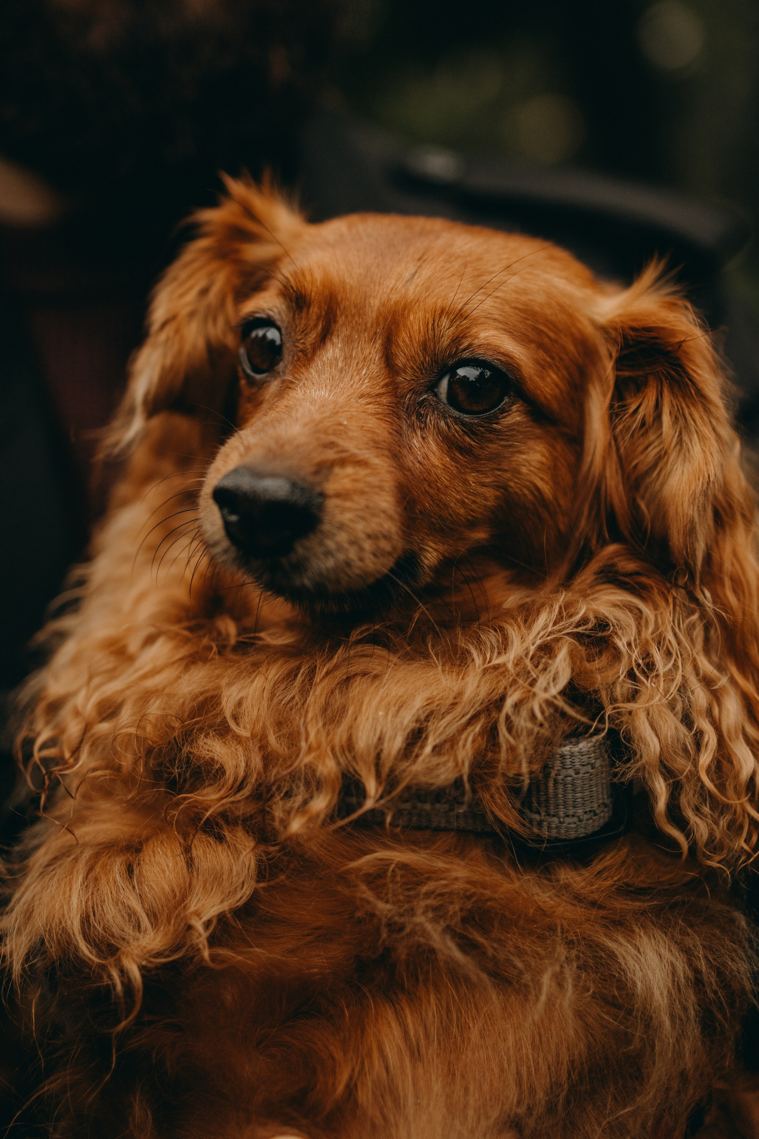 Жу и ее семья. Фотограф — Анималист | Санкт-Петербург