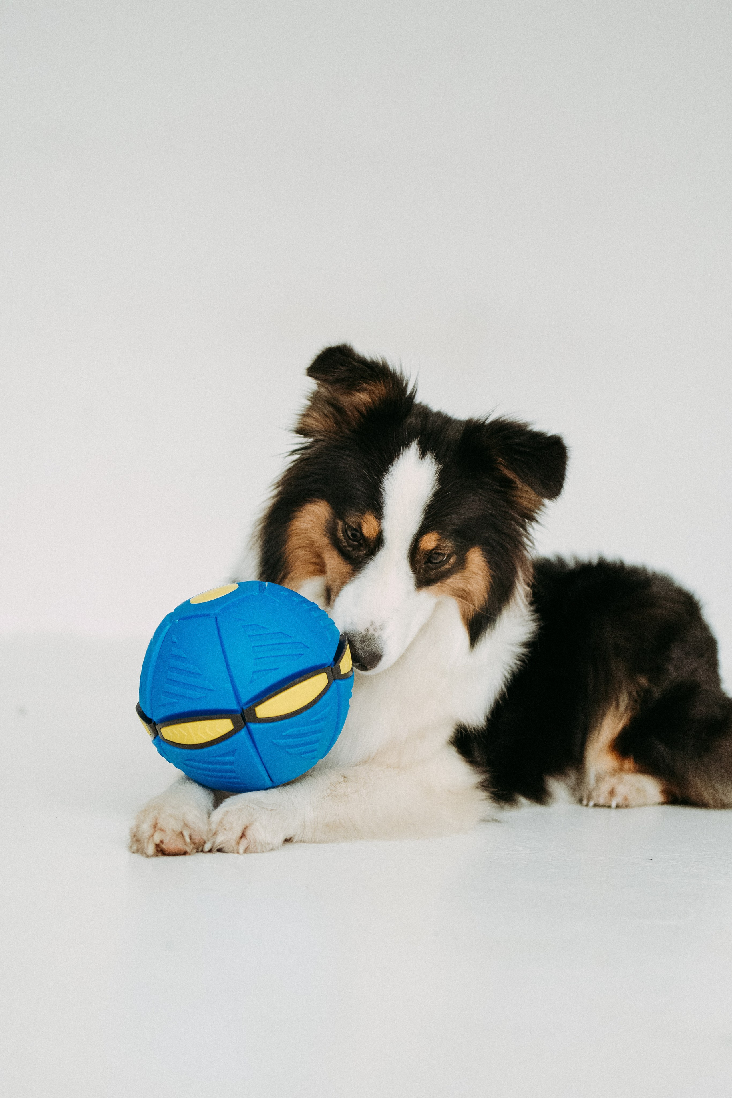 Мячи-попрыгуны. Фотораф — анималист Мария Шистка