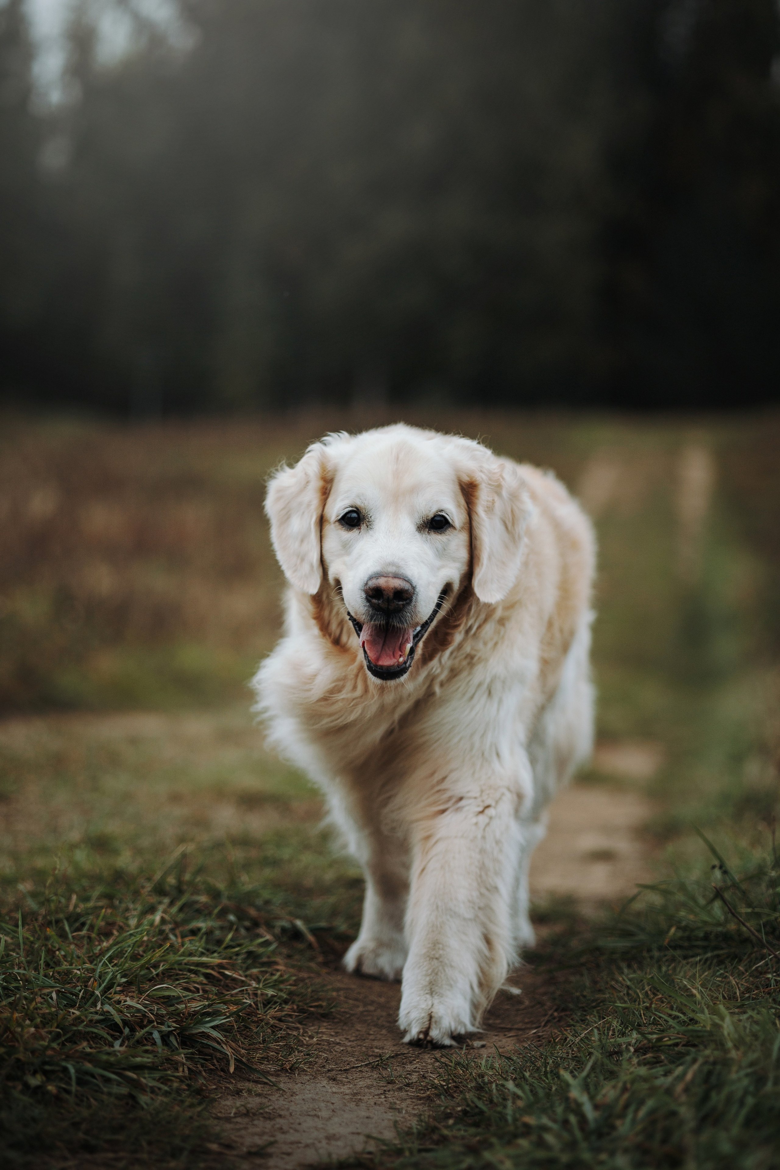 Света и Том. Фотограф — Анималист | Санкт-Петербург