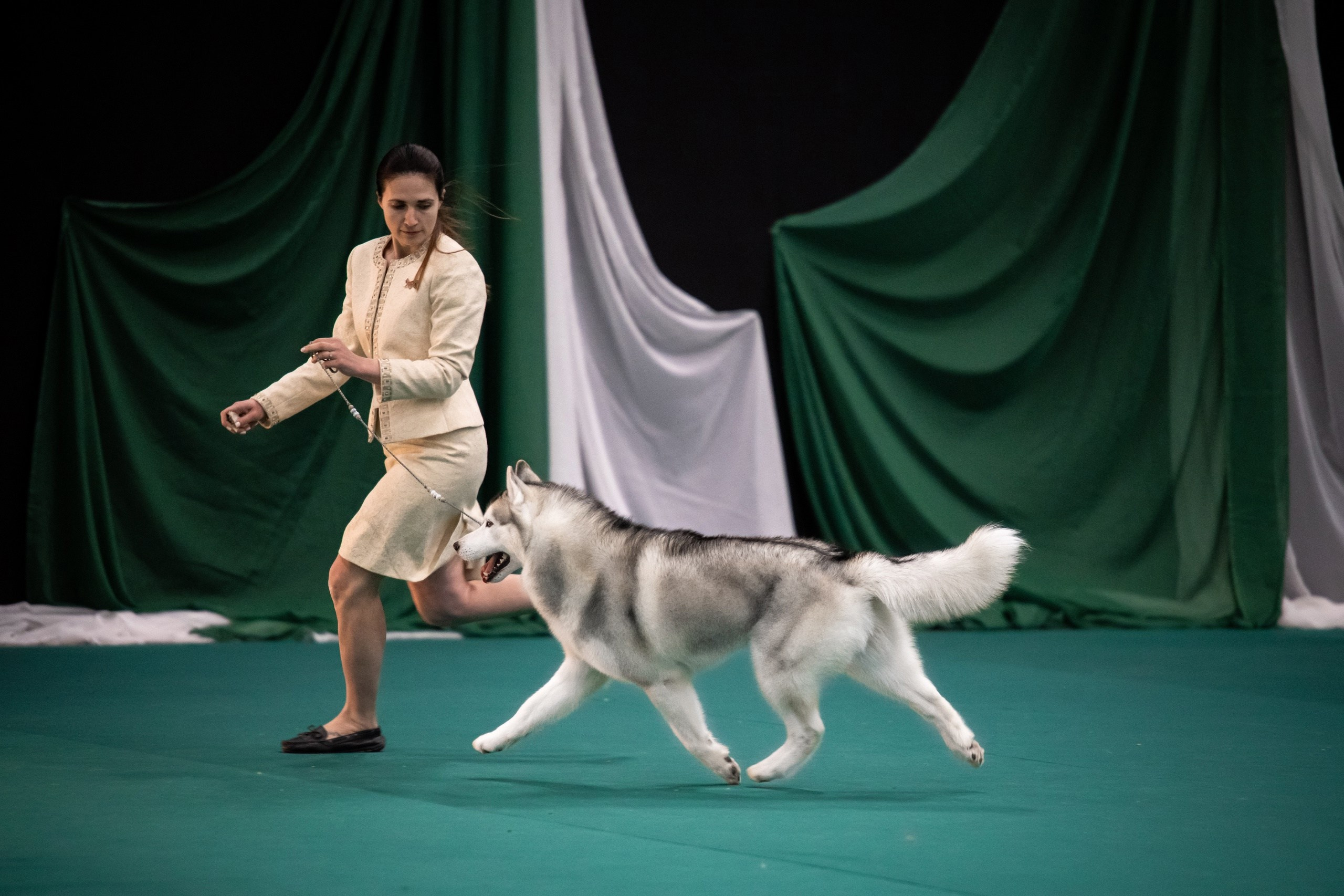 Собаки. FASHION ФОТОГРАФ КАЗАНЬ