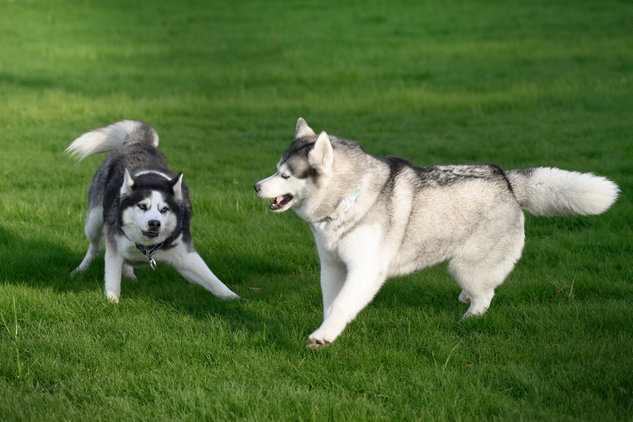 Собаки. FASHION ФОТОГРАФ КАЗАНЬ