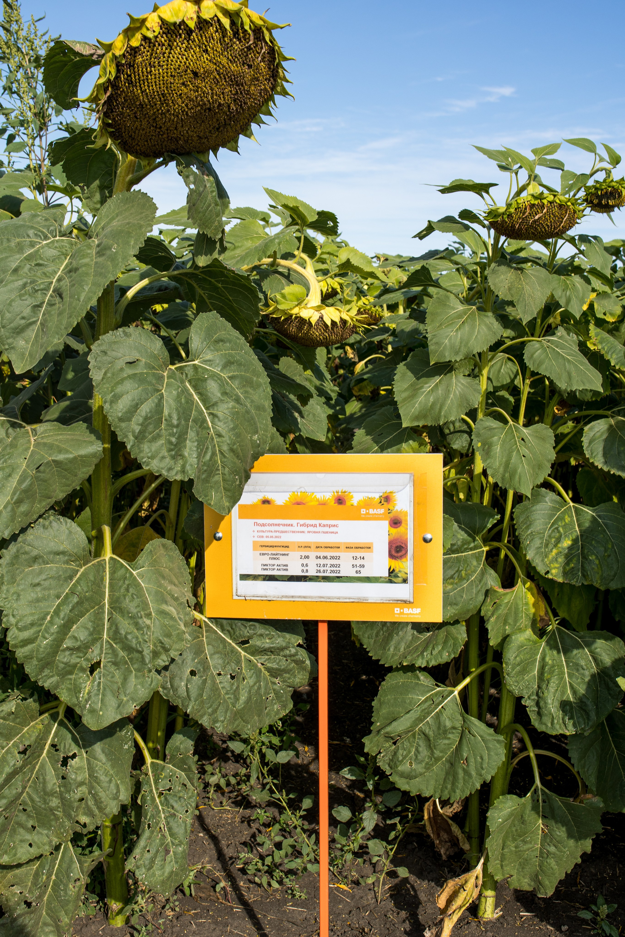 Решения для сельского хозяйства BASF 16.08.2022. Владислав Волков | Фотография и видеосъемка в Воронеже