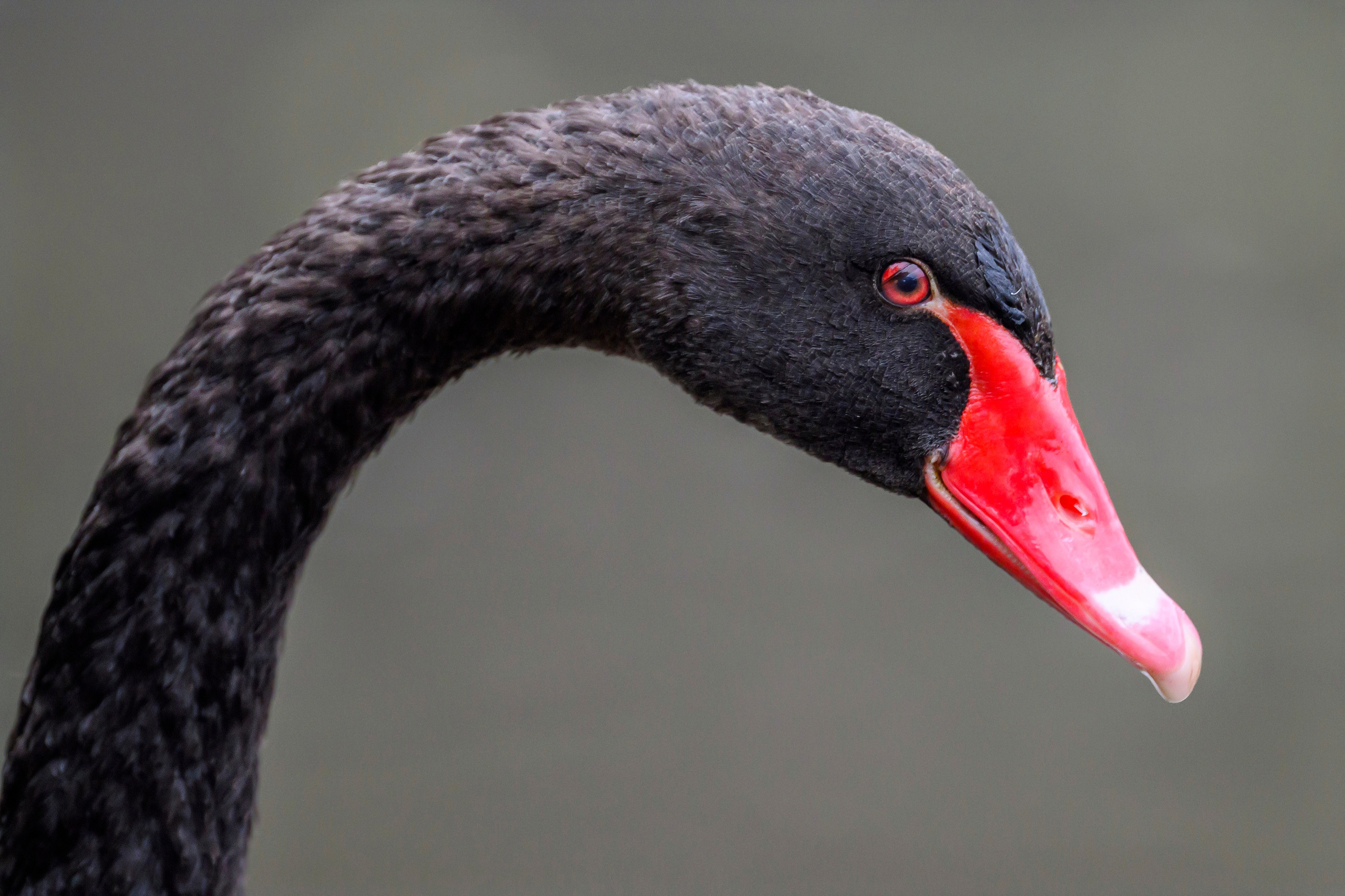 Красавки, цапли, утки: Парк Ближняя дача. Wildlife photography by Sergey Puponin