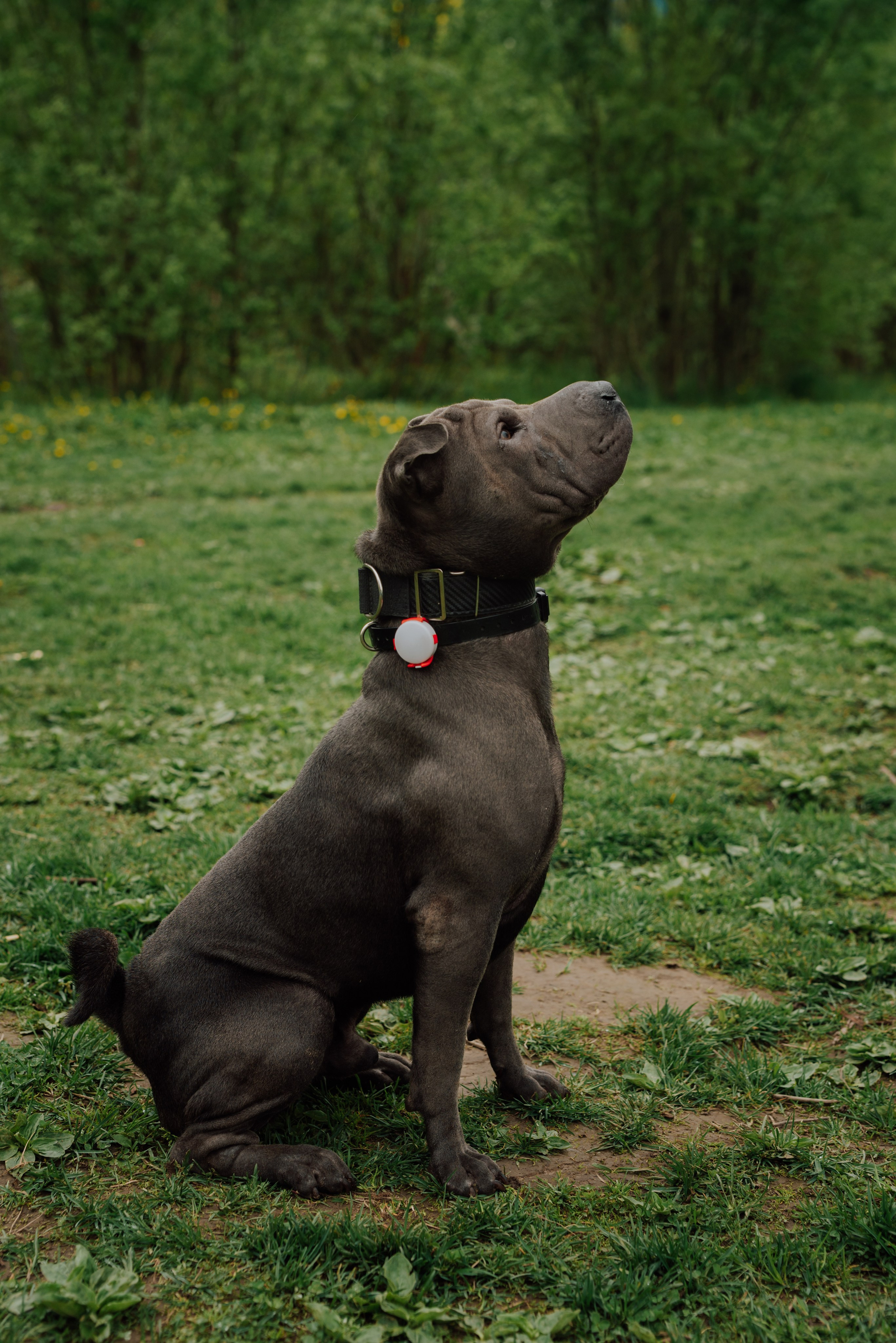 Фотовыходные с питомцами Мурино. Фотограф в Санкт-Петербурге и Ленинградской области