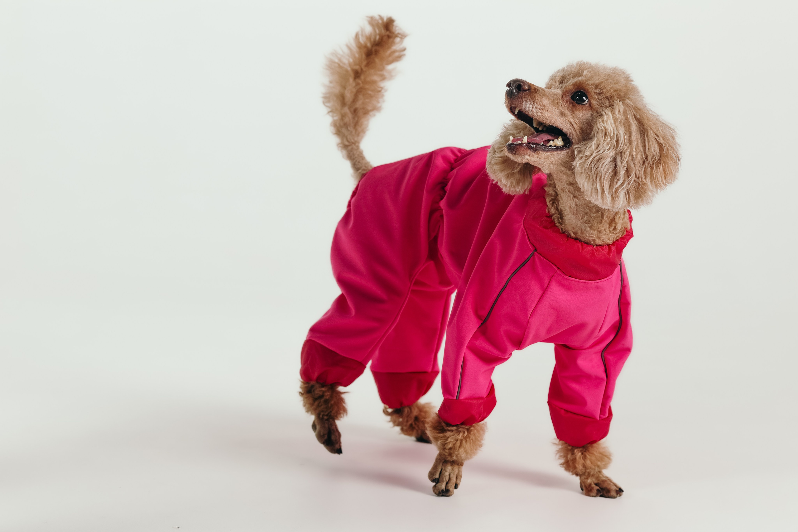 Для брендов. Фотограф- анималист Санкт-Петербург