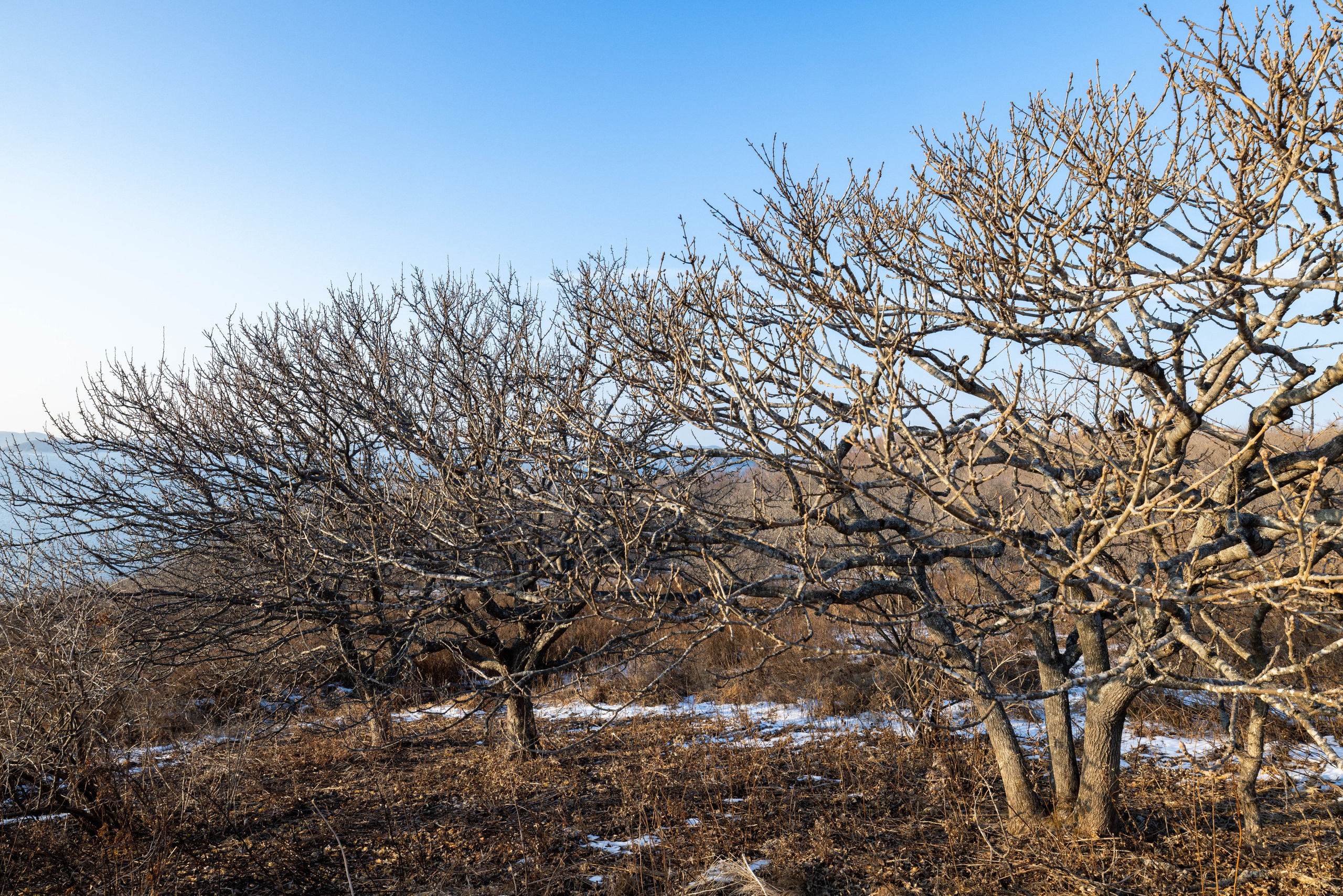 Остров Шкота. Турист оптимист