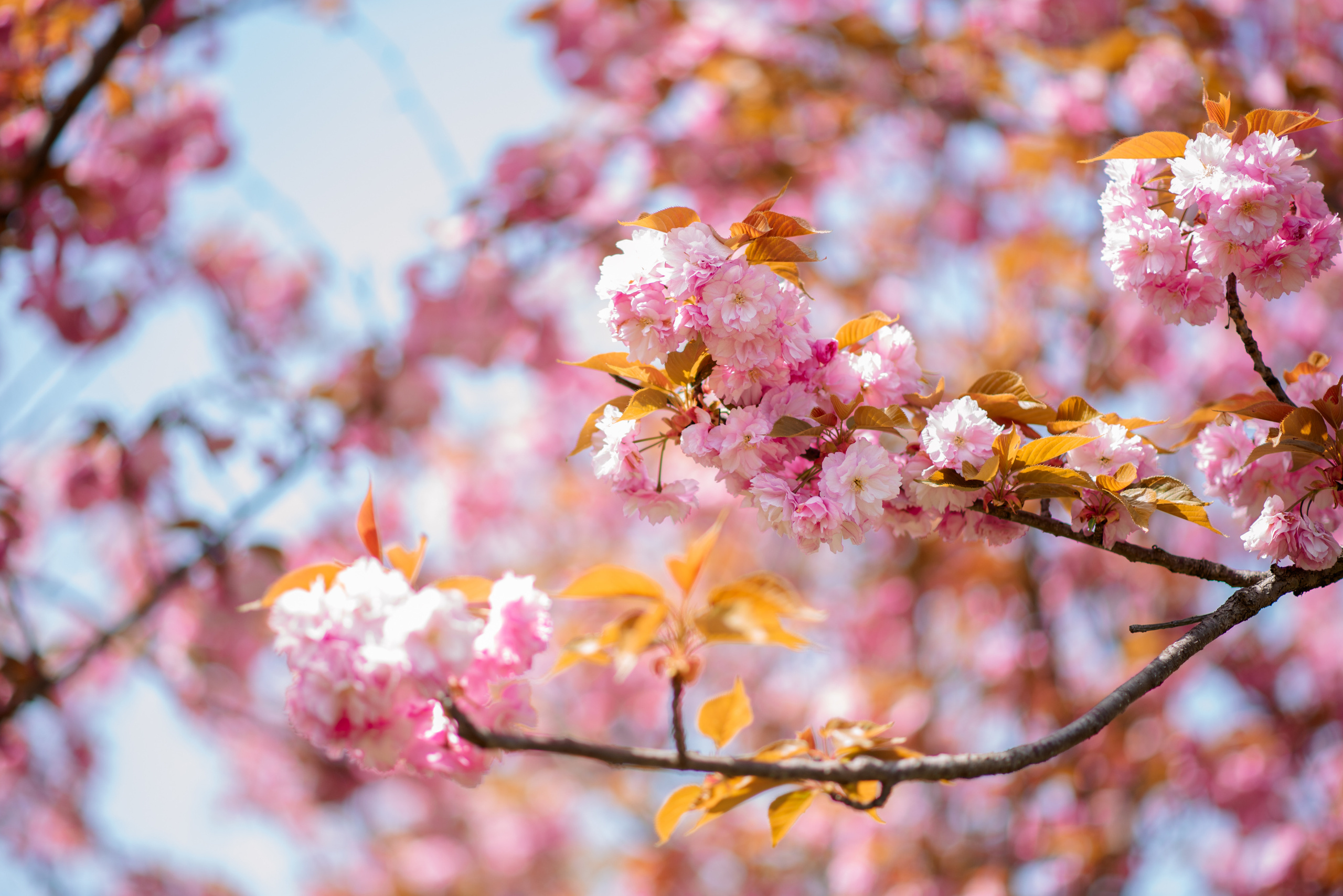Свадебные прогулки. Семейный и женский фотограф Лоо Краснодар Сочи Энем Татьяна Трибурт