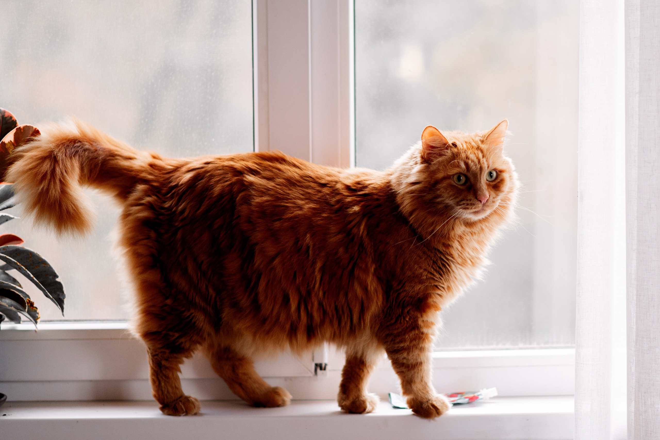 Домашние фотосессии. Семейный и женский фотограф Лоо Краснодар Сочи Энем Татьяна Трибурт