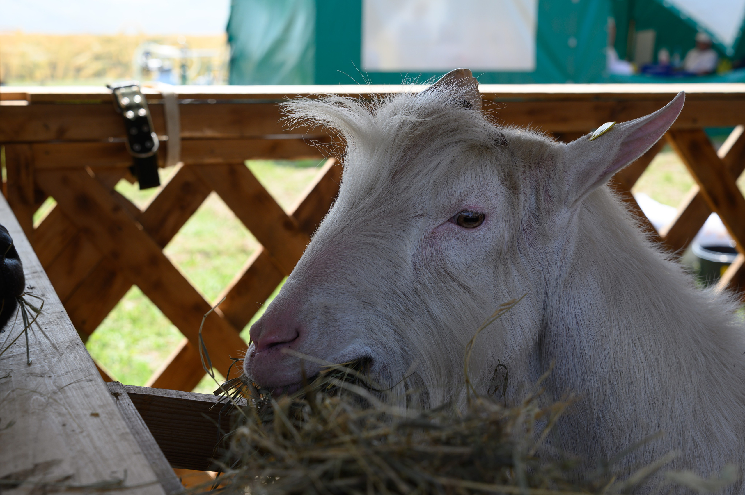 Агровыставка. Фотоуслуги, услуги фотографа, фотографирование важных событий