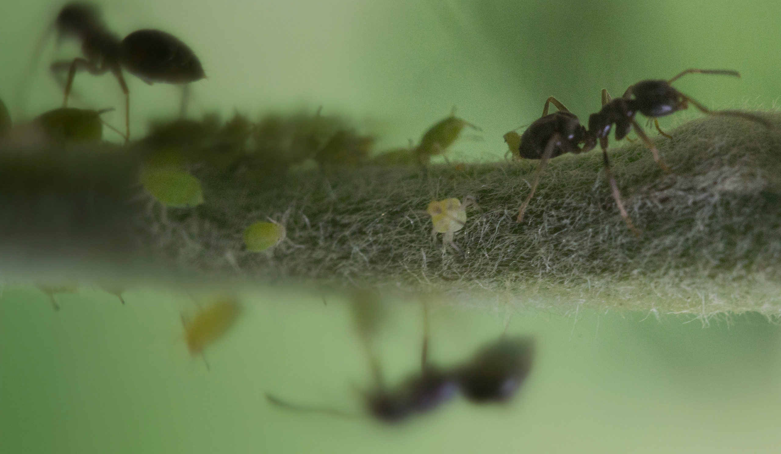 Макро. Фотограф Лагутин Анатолий