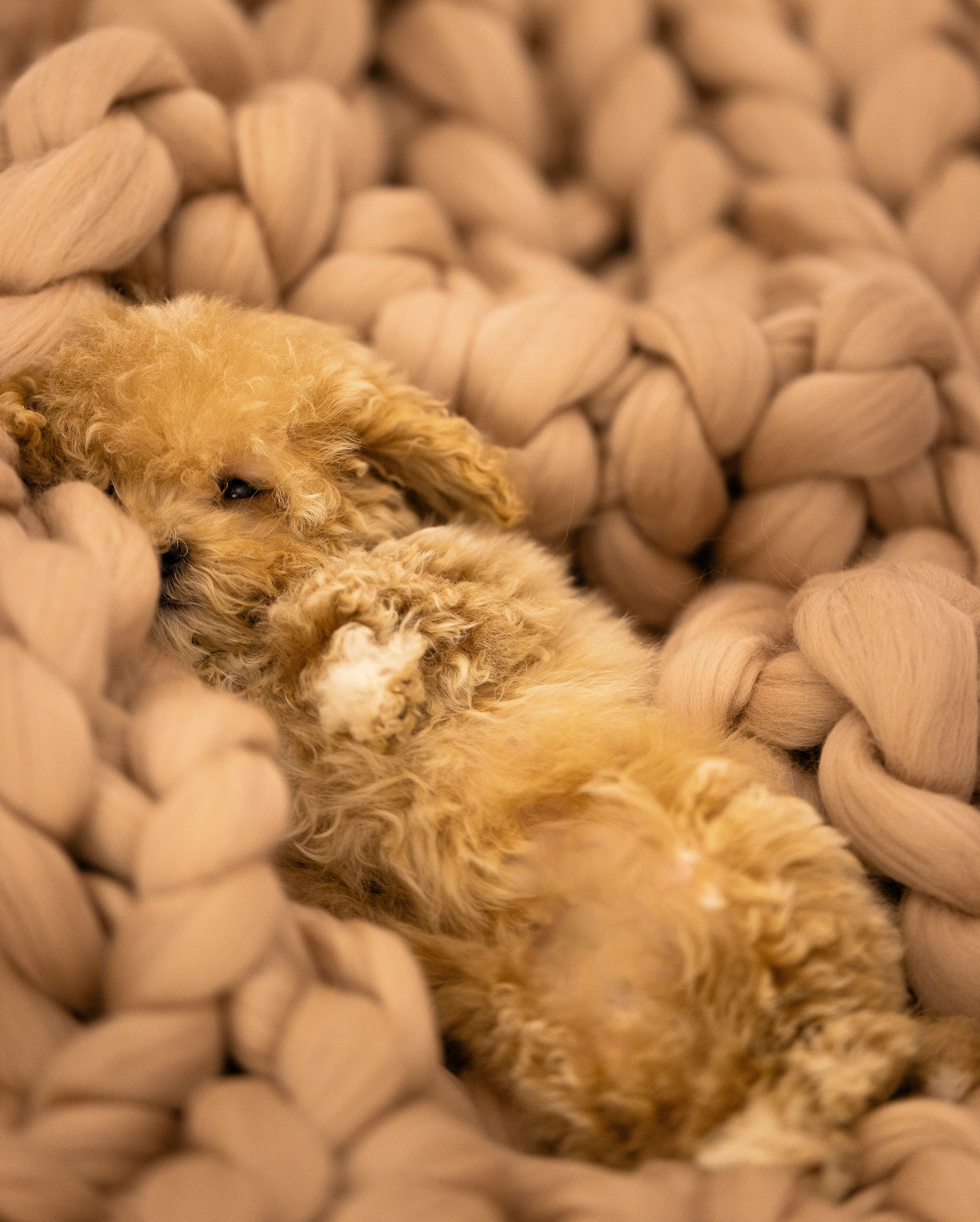 Мальтипу. Фотограф и видеограф анималист Аганина Дарья