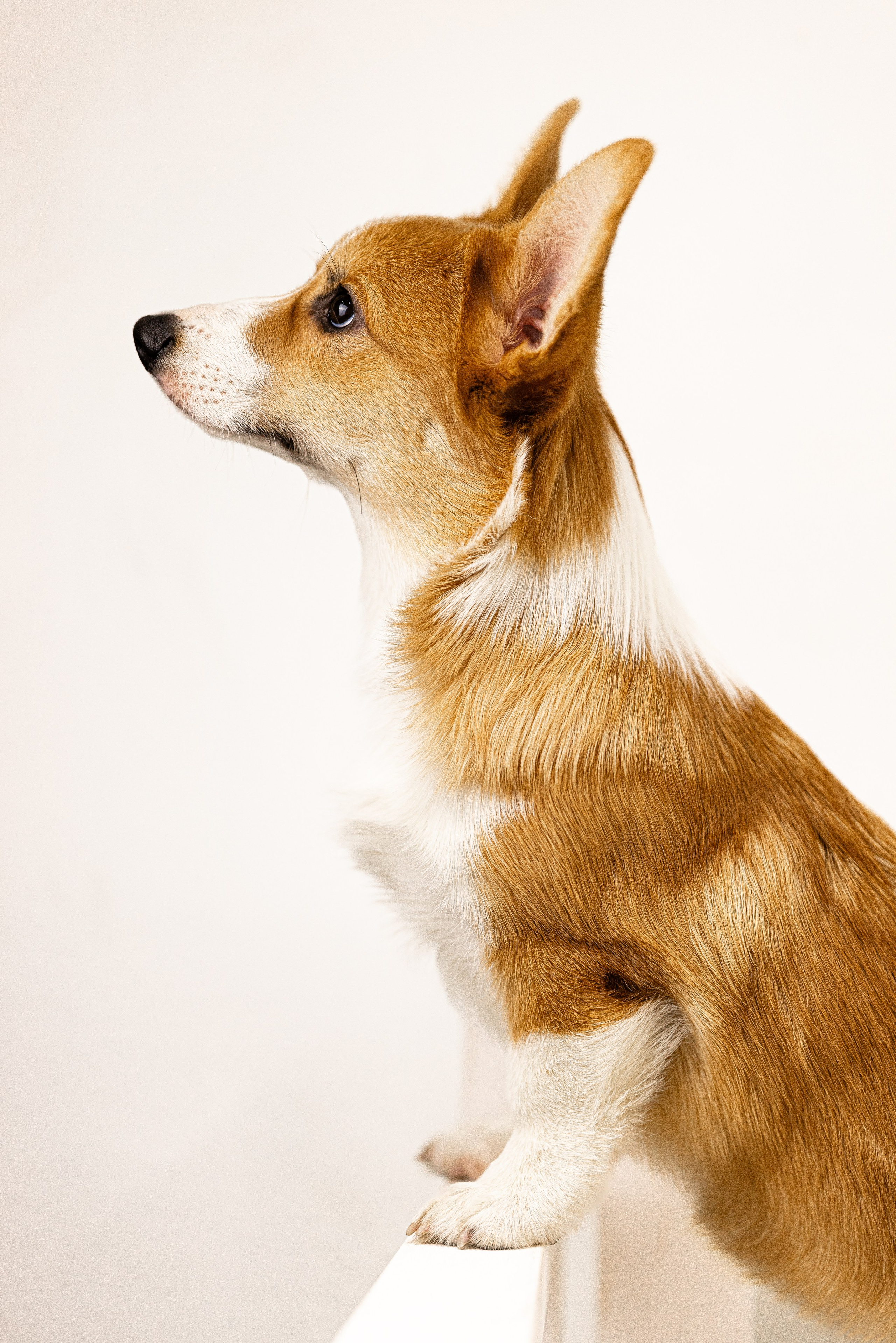 Корги. Фотограф и видеограф анималист Аганина Дарья