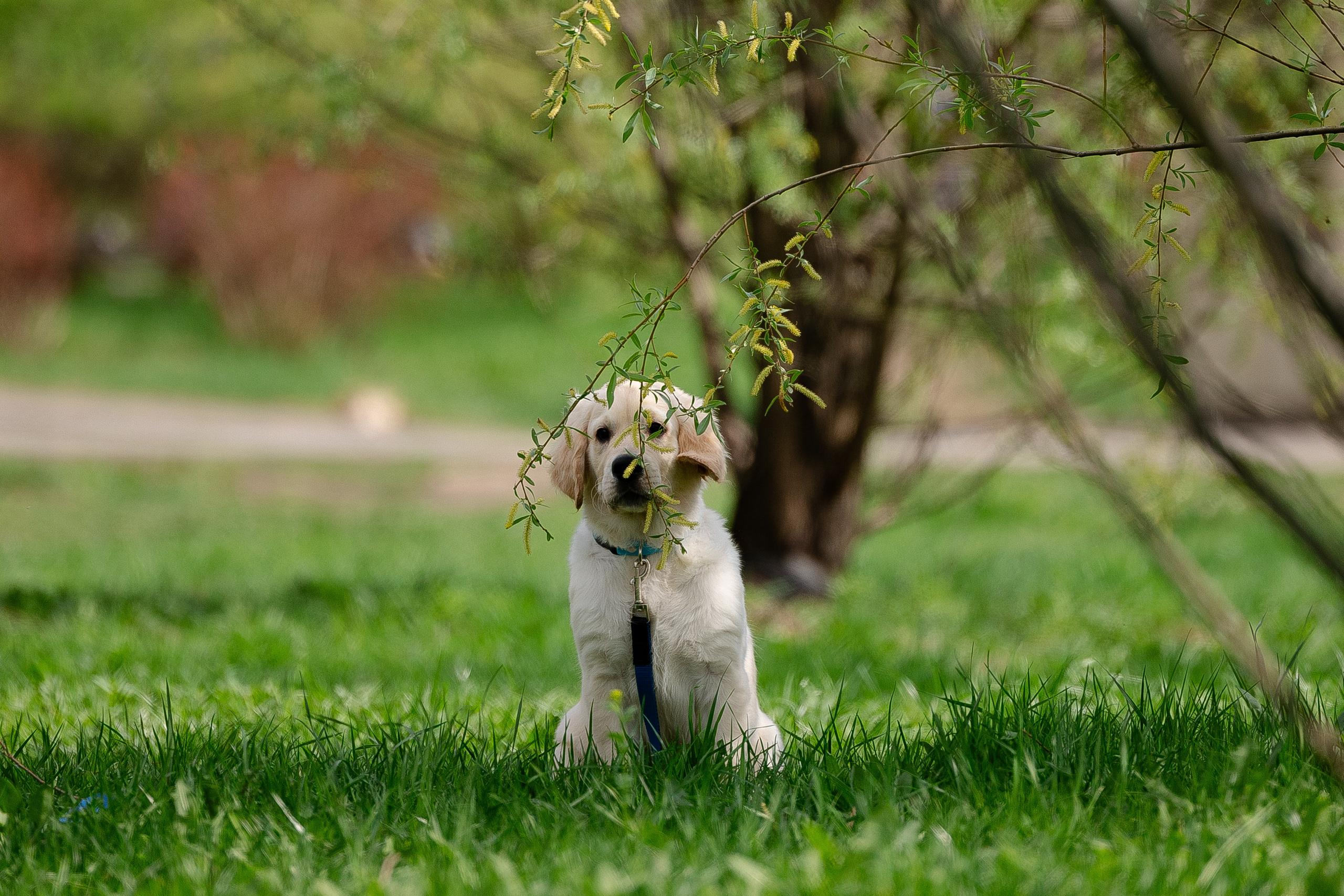 Голден ретривер. Фотограф и видеограф анималист Аганина Дарья
