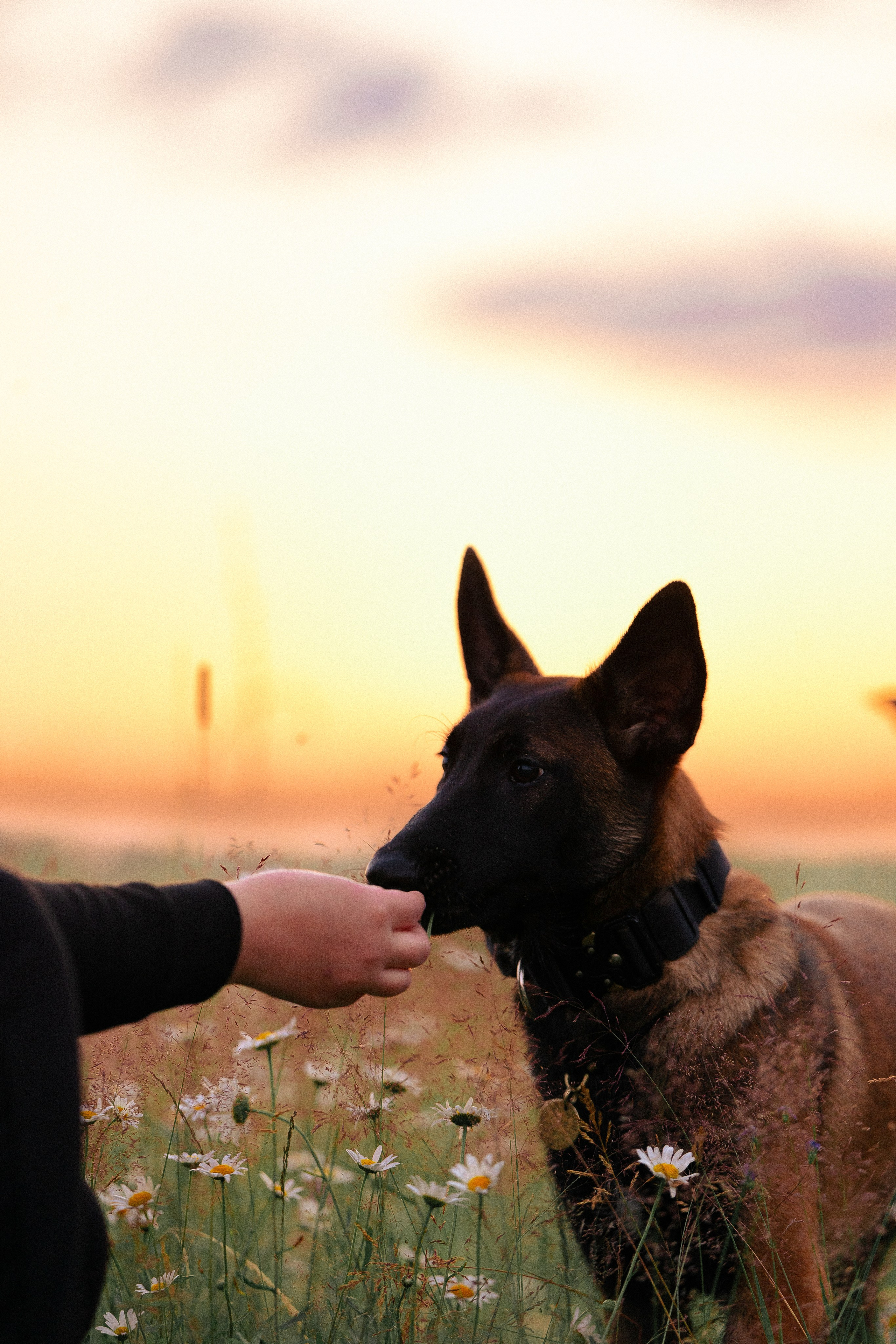Галина и Лоя. Фотограф и видеограф анималист Аганина Дарья