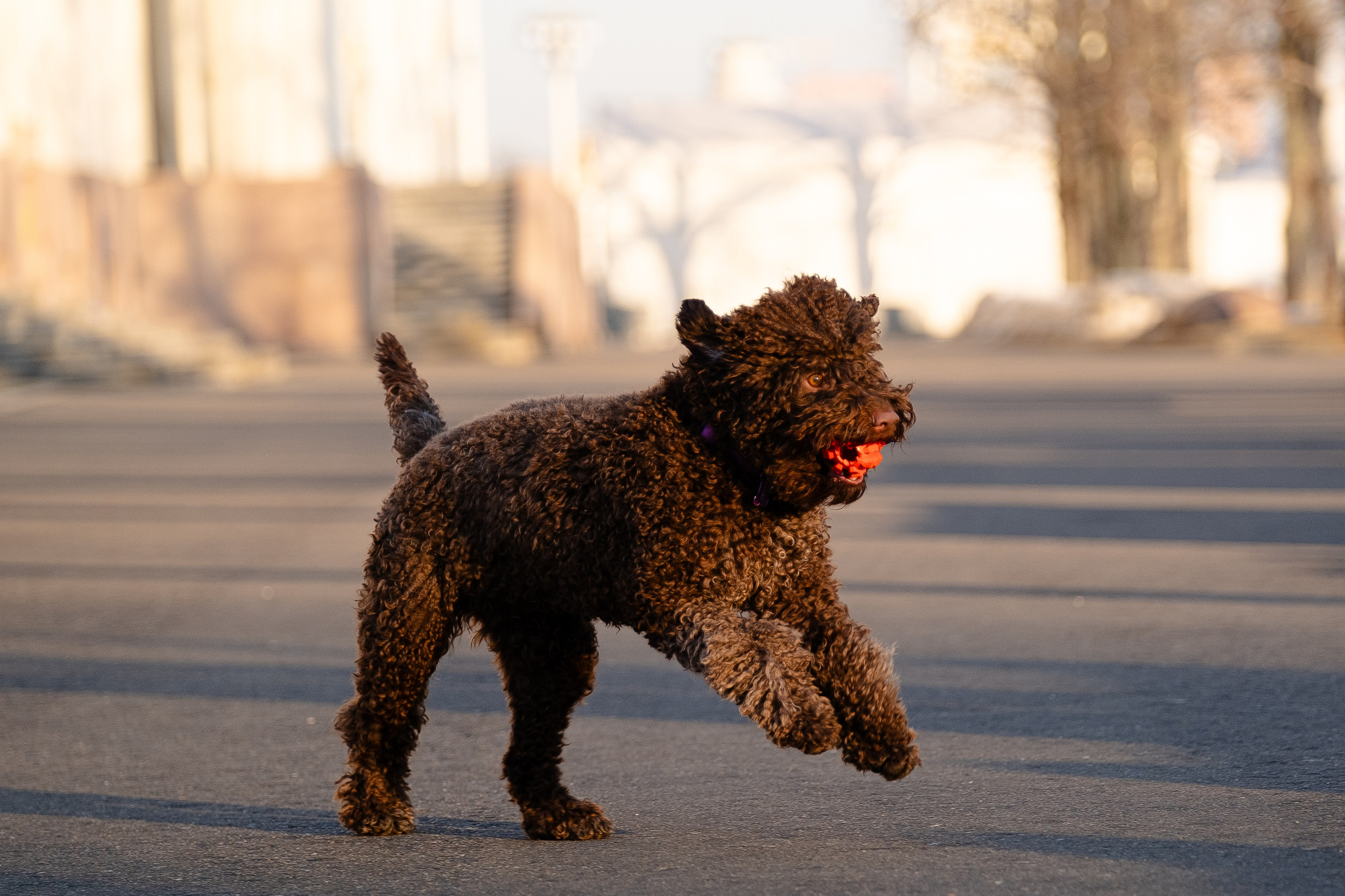 Тьеринна и Миша. Фотограф и видеограф анималист Аганина Дарья