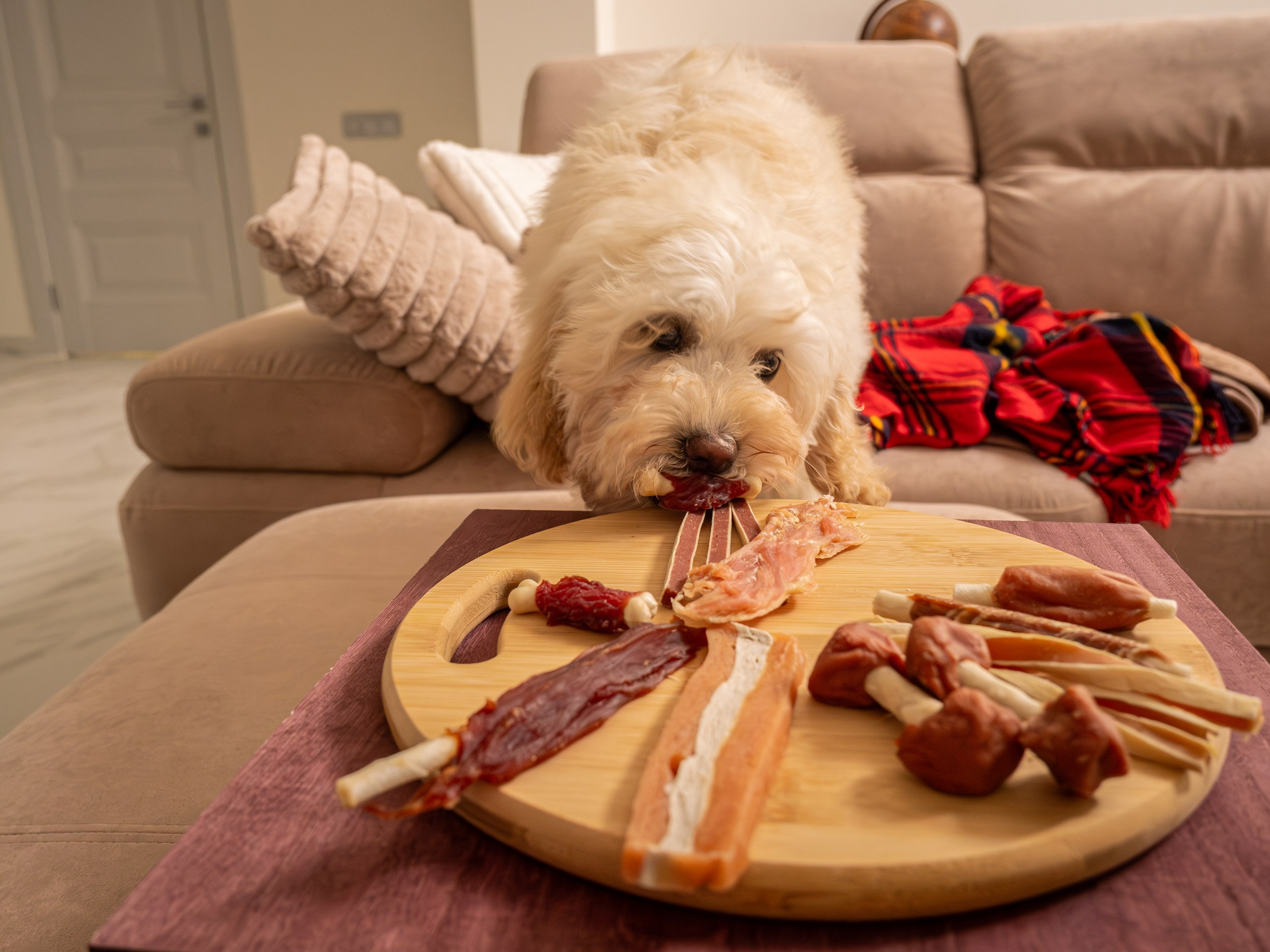 Съёмка для рекламы лакомства для собак (для Марии)!. Зоофотограф, фотограф животных в Москве и области Дина Дамоцева