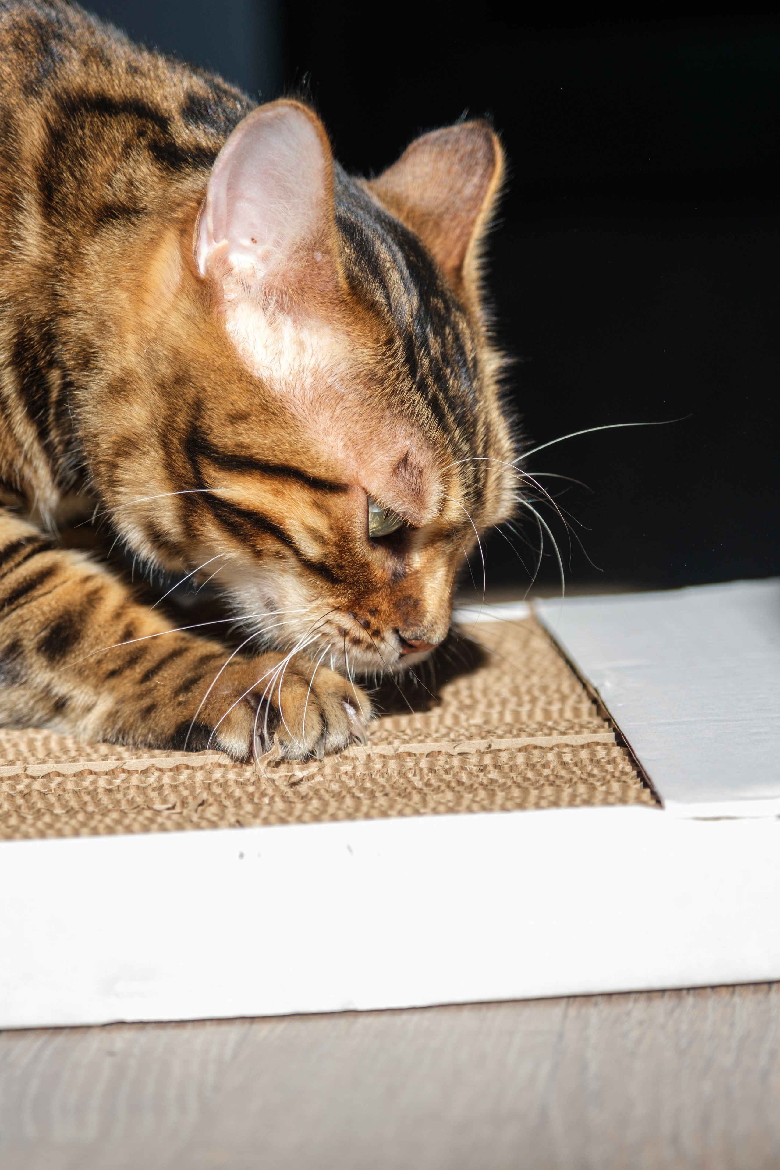 Когтеточки из картона. Зоофотограф, фотограф животных в Москве и области Дина Дамоцева