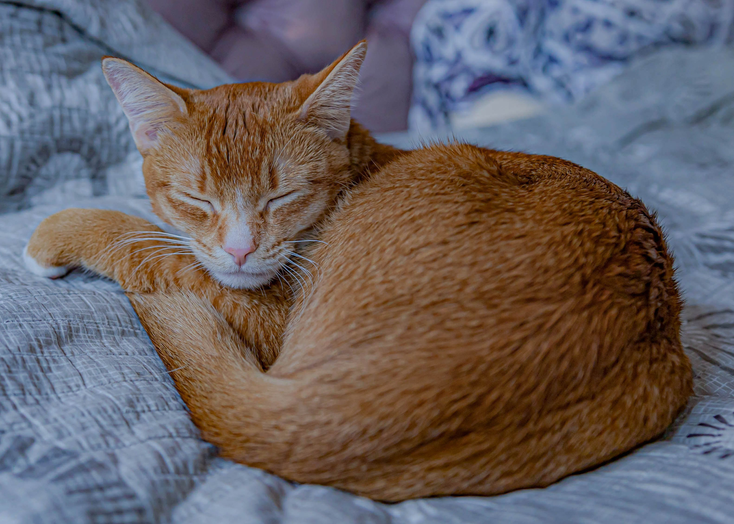 Домашние животные. Свадебный и семейный фотограф в Москве Мария Соловова
