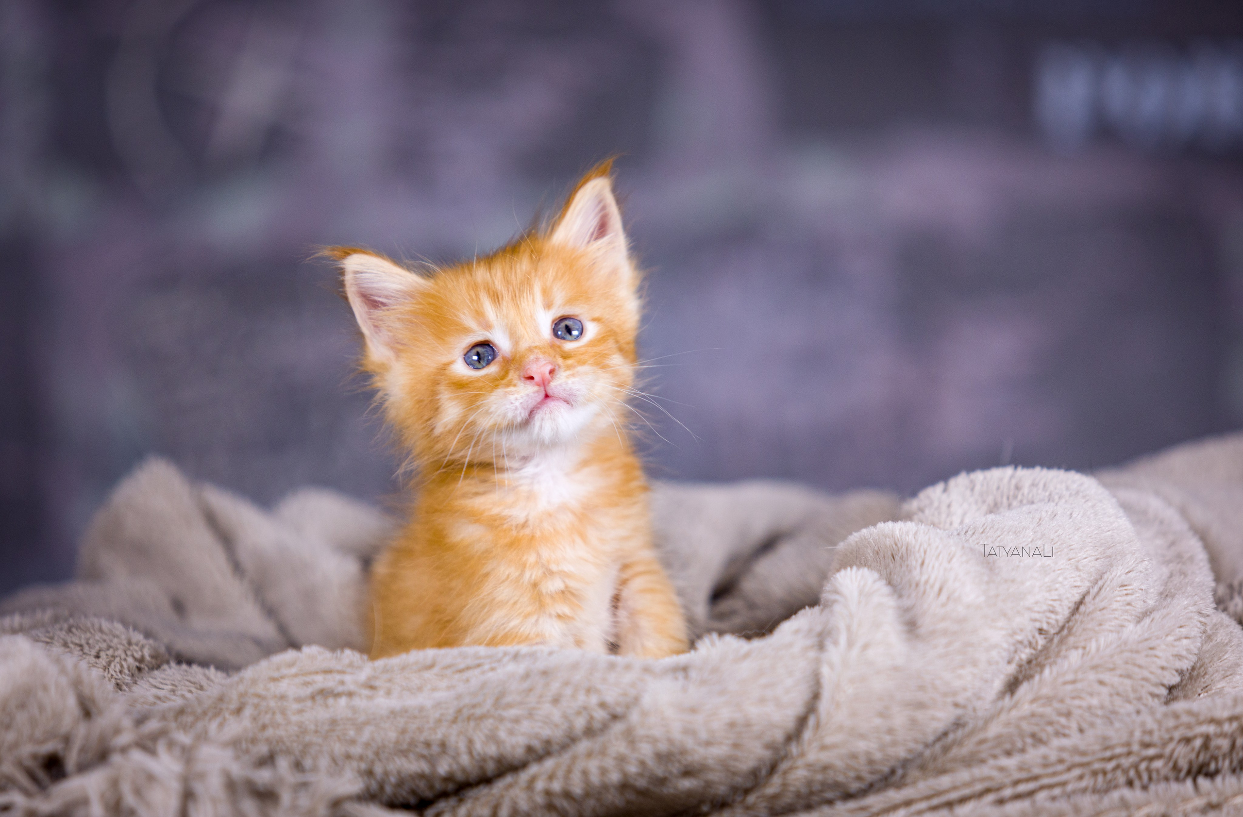 Котята. Фотограф — анималист Татьяна Ли