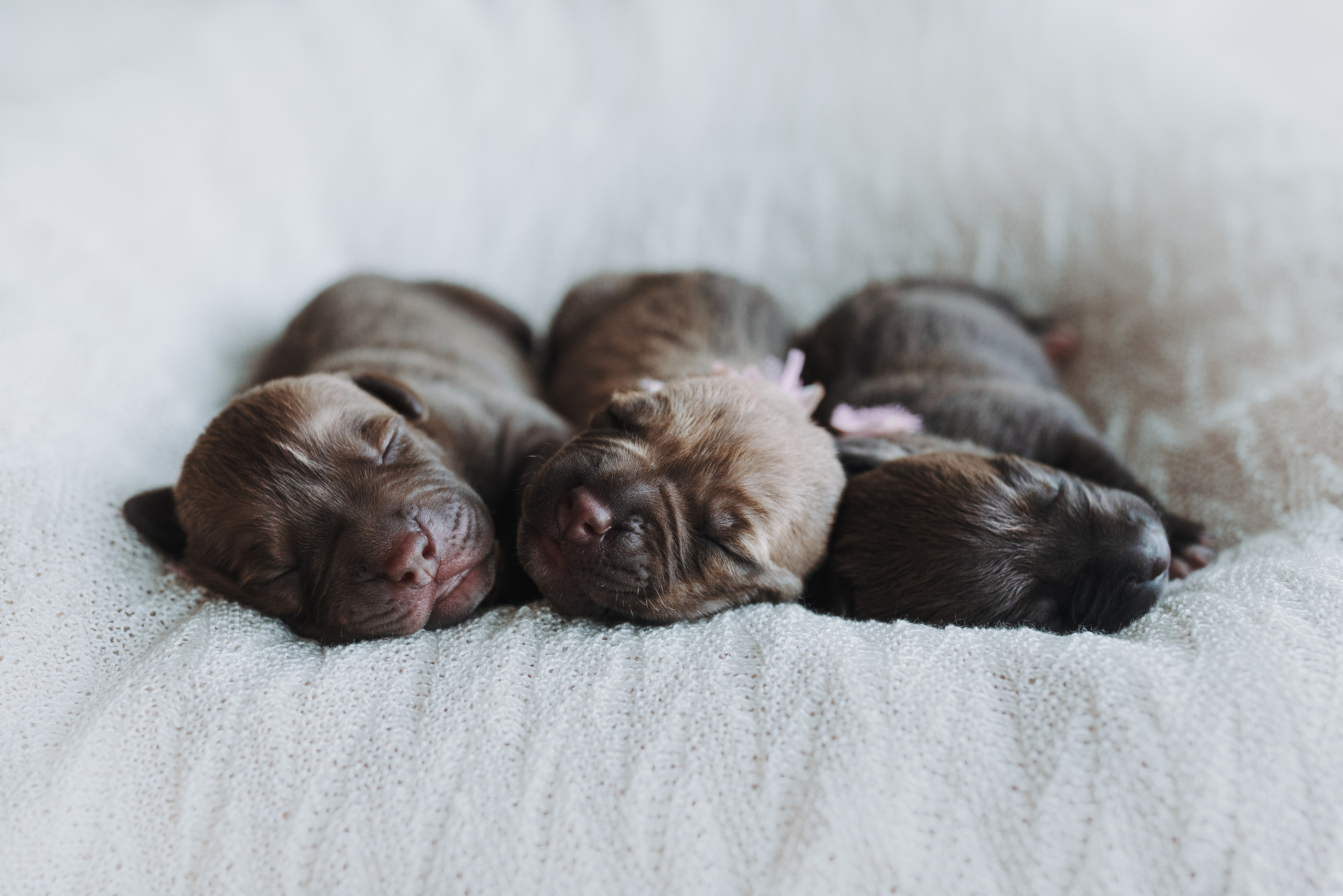 Прайтеры. Фотограф анималист Осипчикова Мария