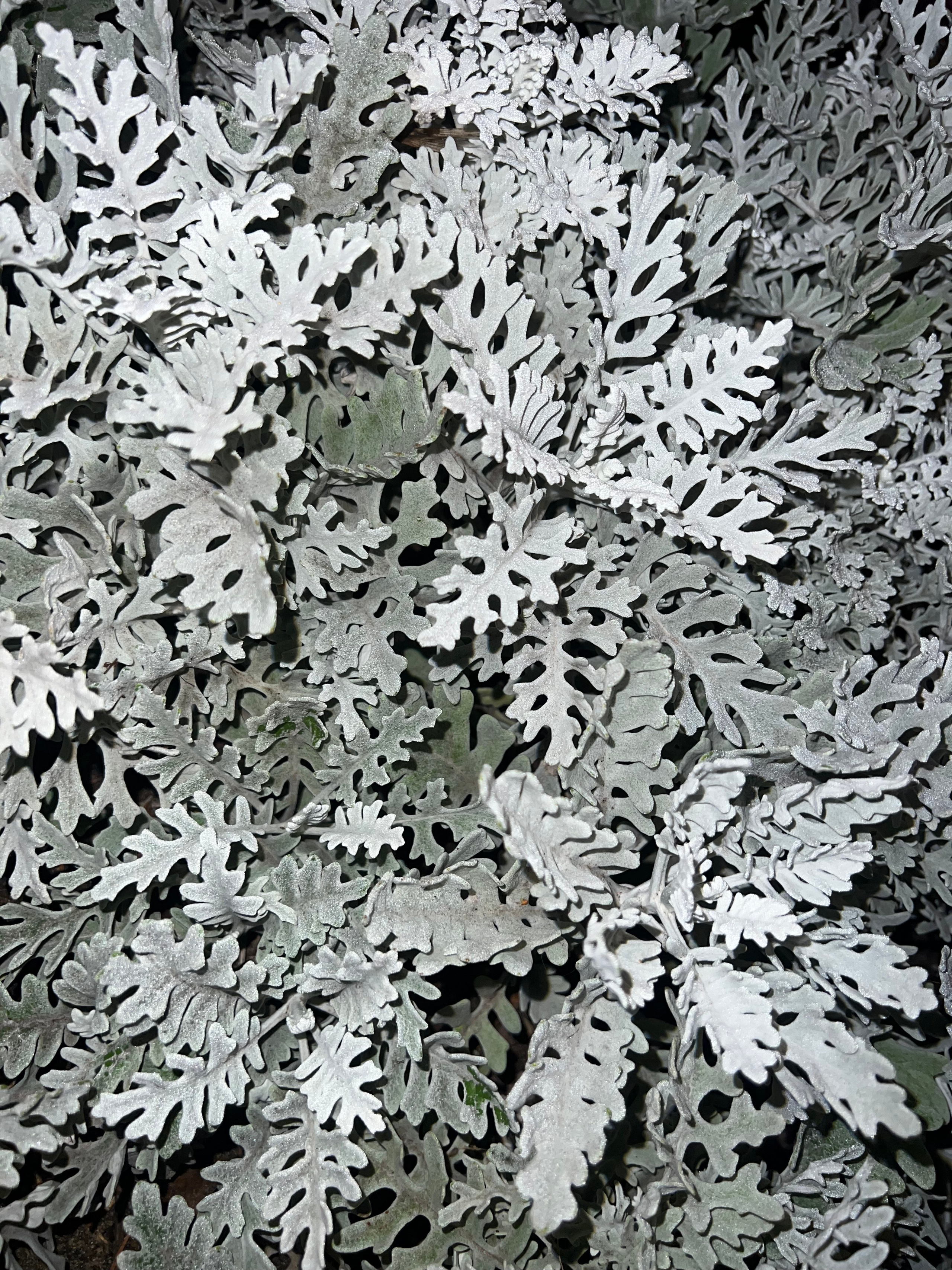 Цветы ночи. Анна Хвалина