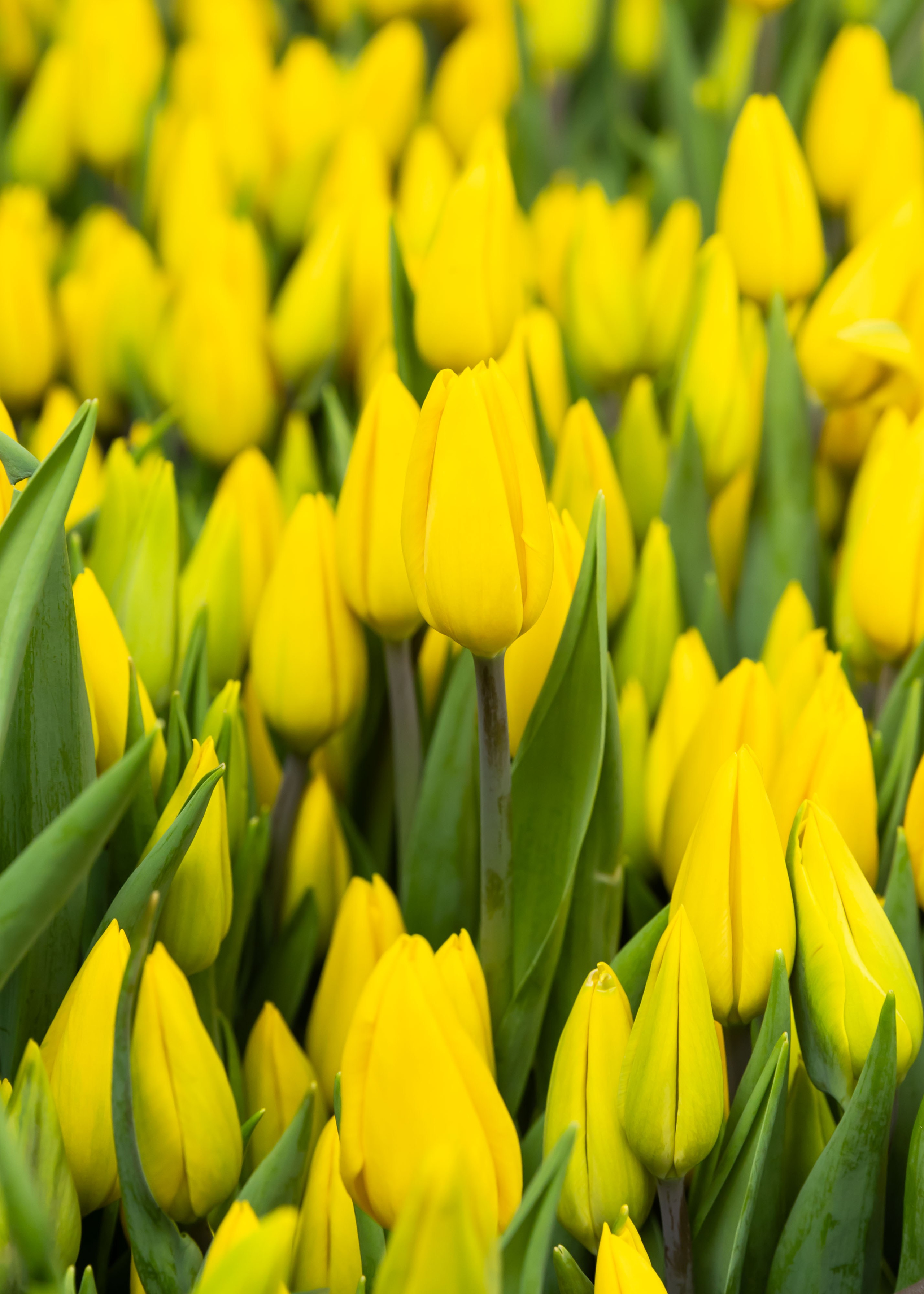 26.02.2026 Цветополис. ФОТОГРАФ ВИНОГРАДОВА ДАРЬЯ