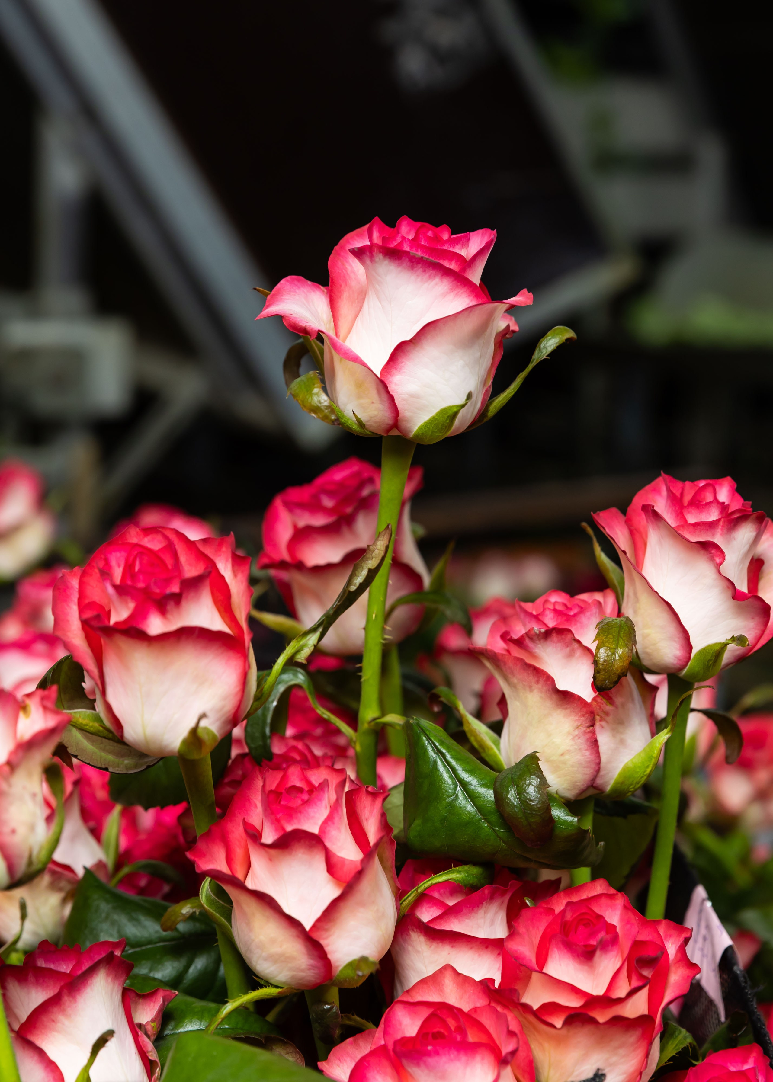 ЦВЕТЫ. ФОТОГРАФ ВИНОГРАДОВА ДАРЬЯ