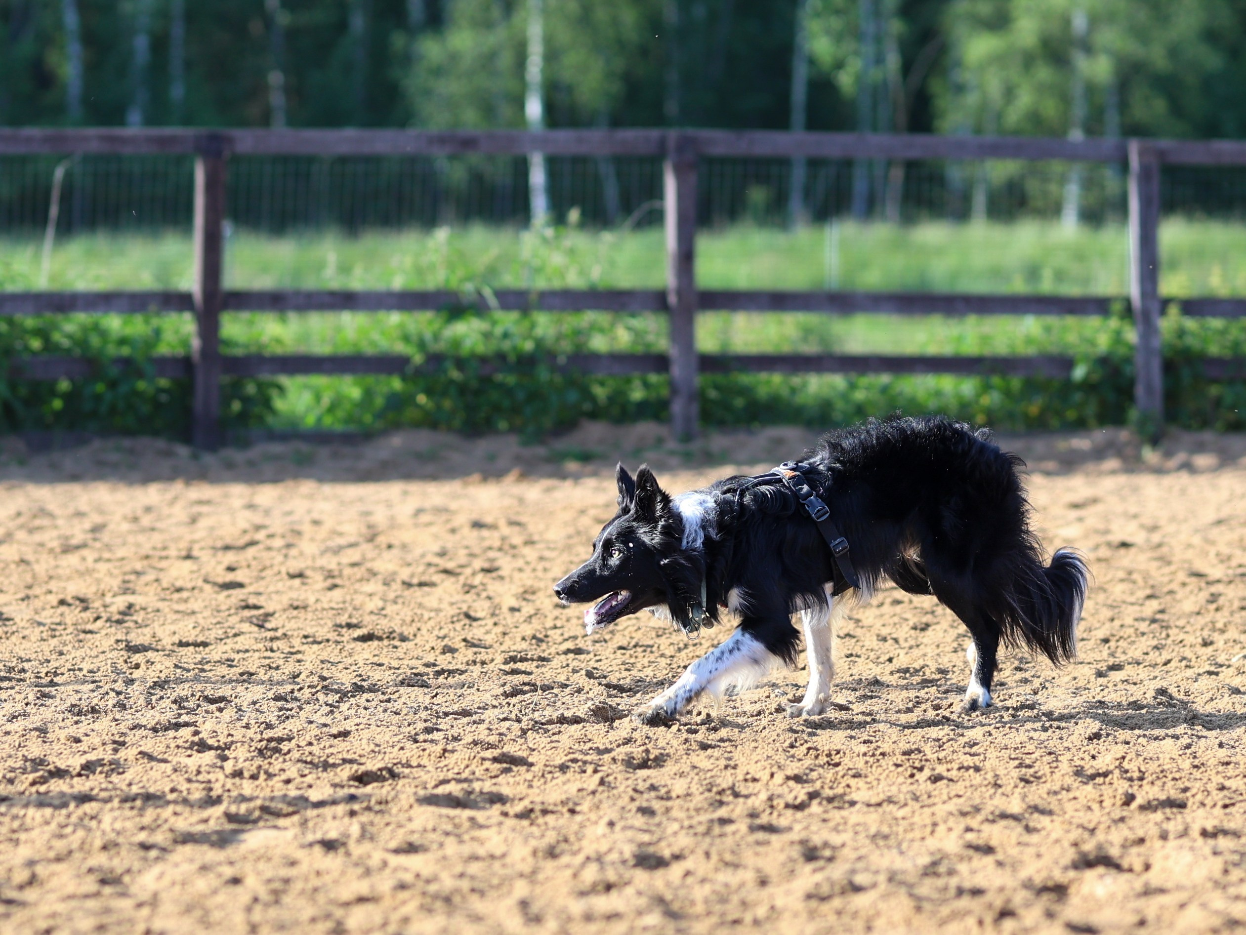Пастьба. Фотограф-анималист в Москве Кириллова Татьяна
