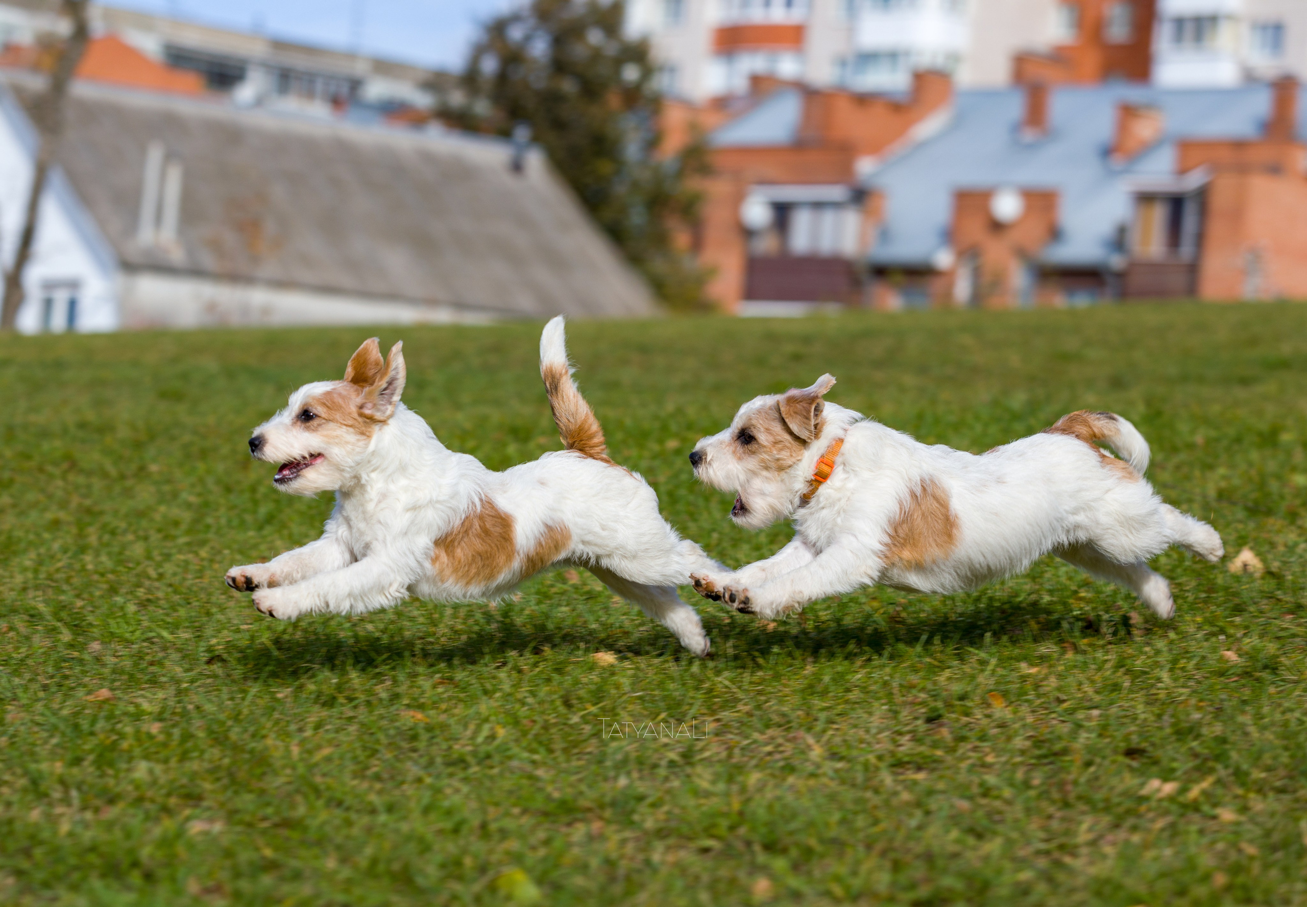 Ассорти. Фотограф — анималист Татьяна Ли