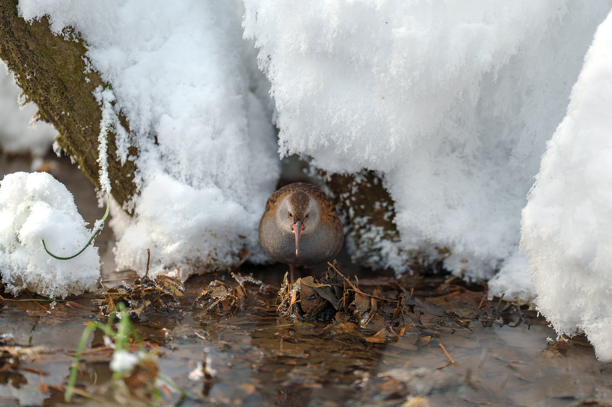 Удивительные мир птиц. Вокруг нас столько прекрасного — присмотритесь!. Ваш личный фотограф Марина Волкова