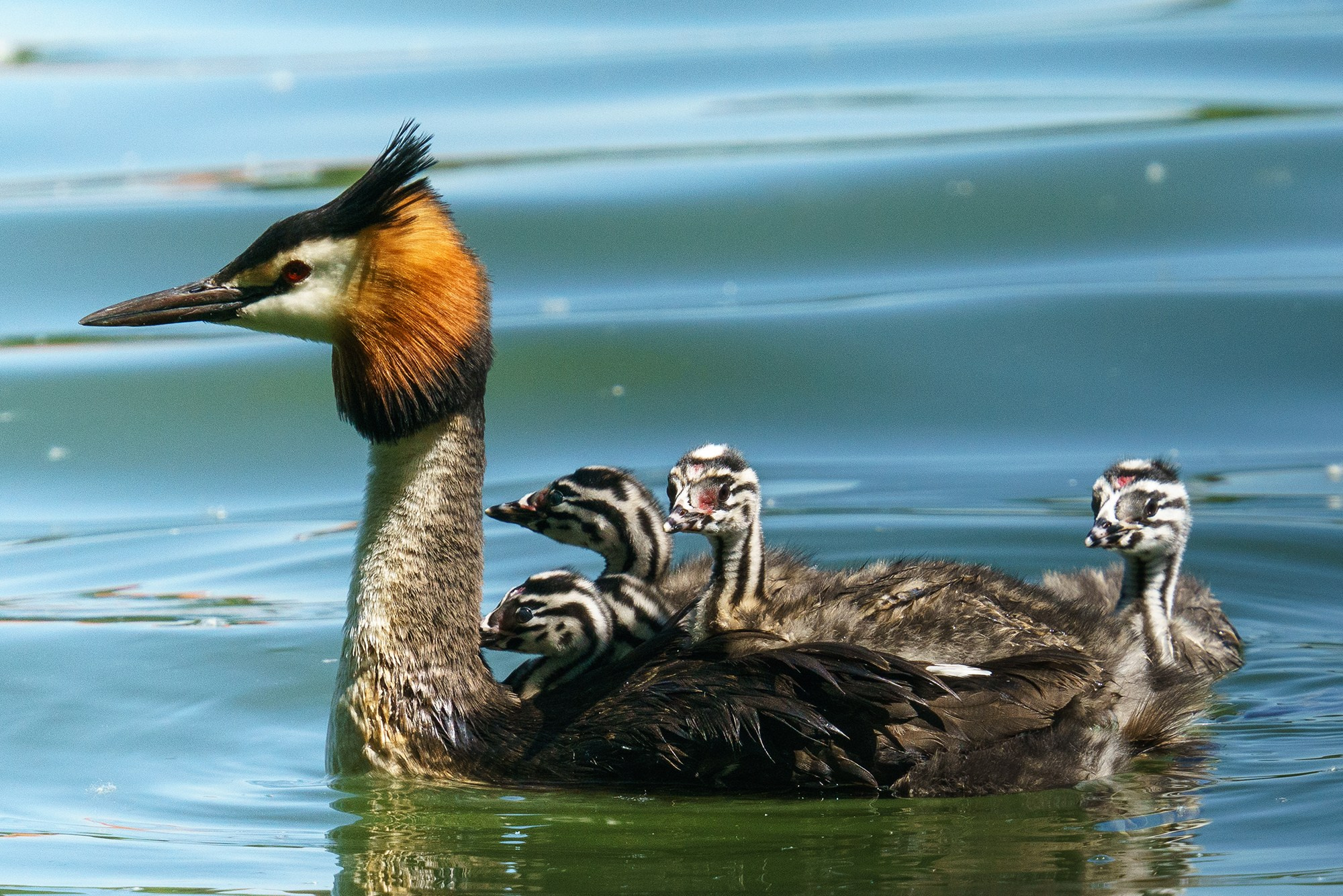 Удивительные мир птиц. Вокруг нас столько прекрасного — присмотритесь!. Ваш личный фотограф Марина Волкова