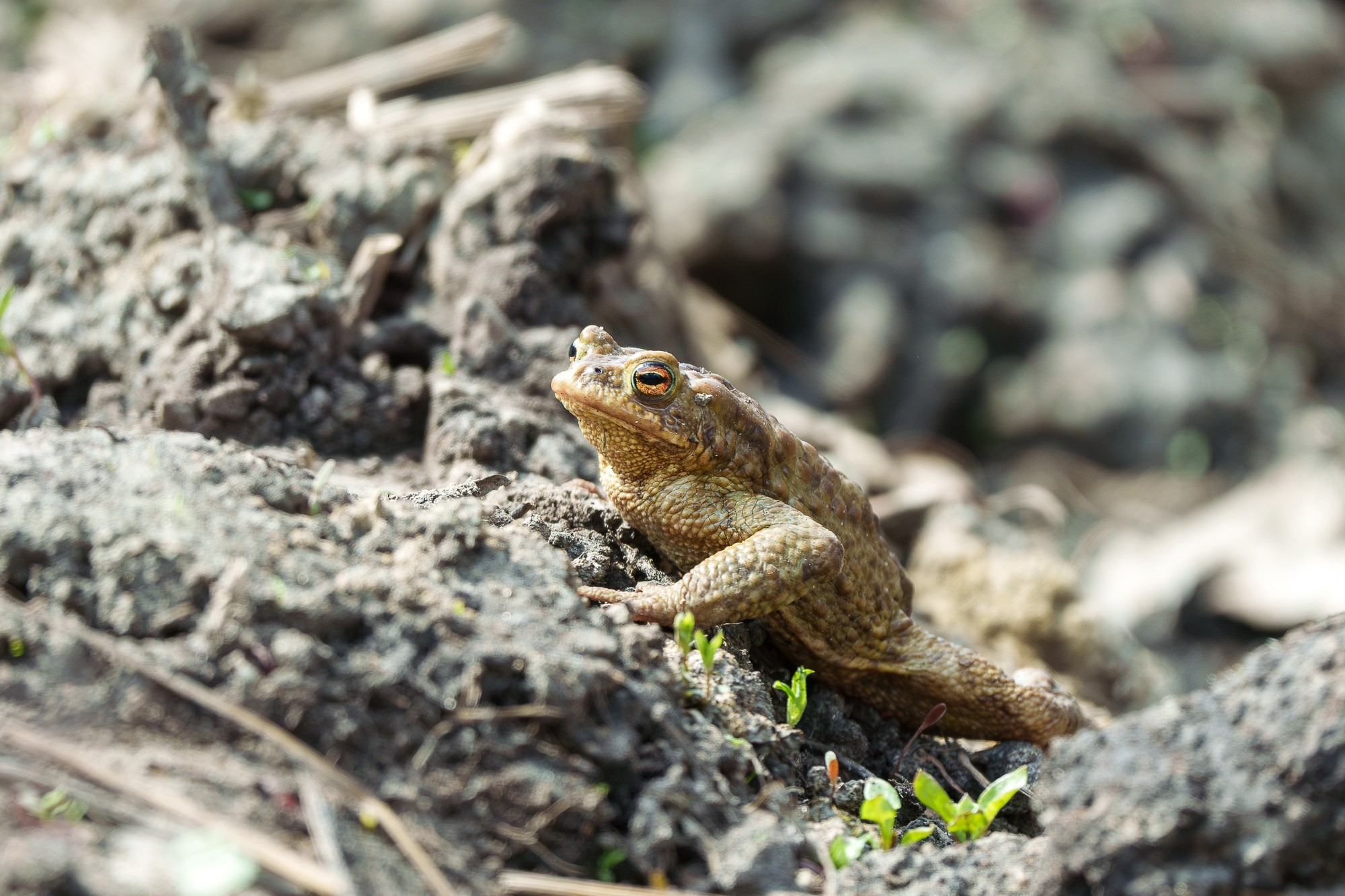 Животные. Ваш личный фотограф Марина Волкова