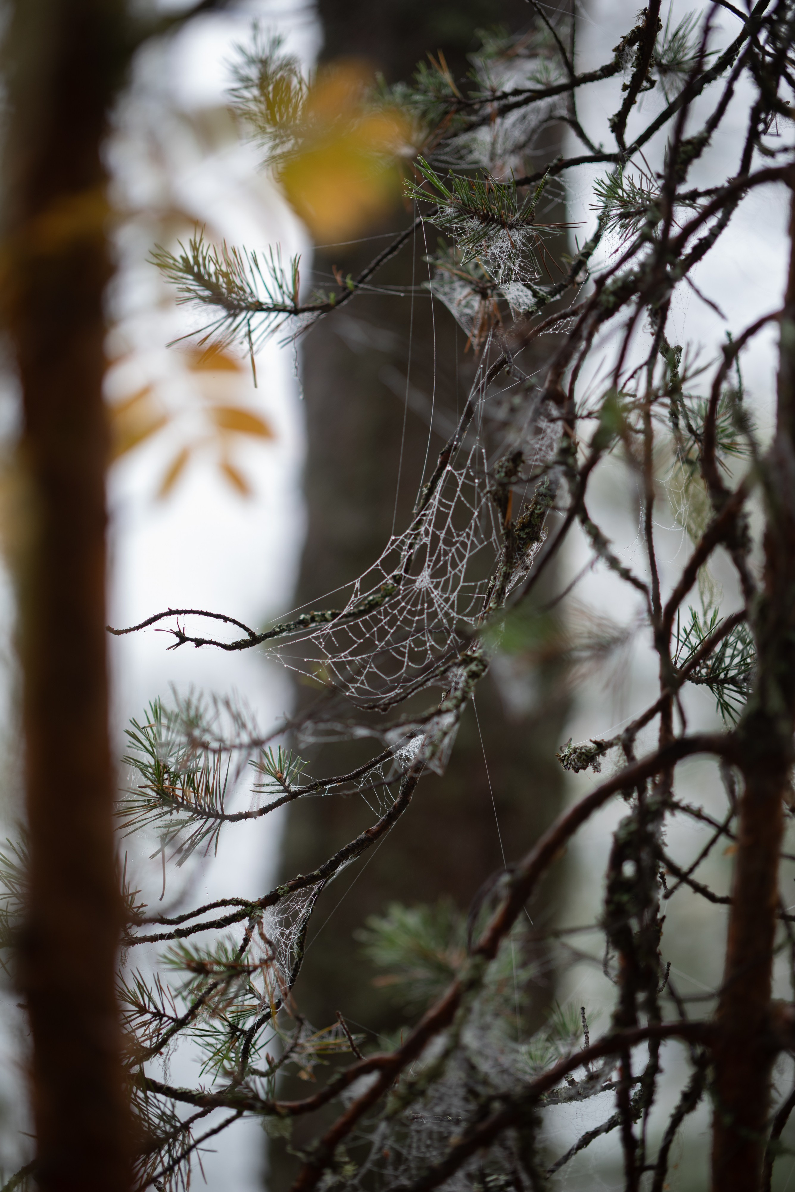 Осень на 85DFA*. Портретный фотограф Денис Милютин